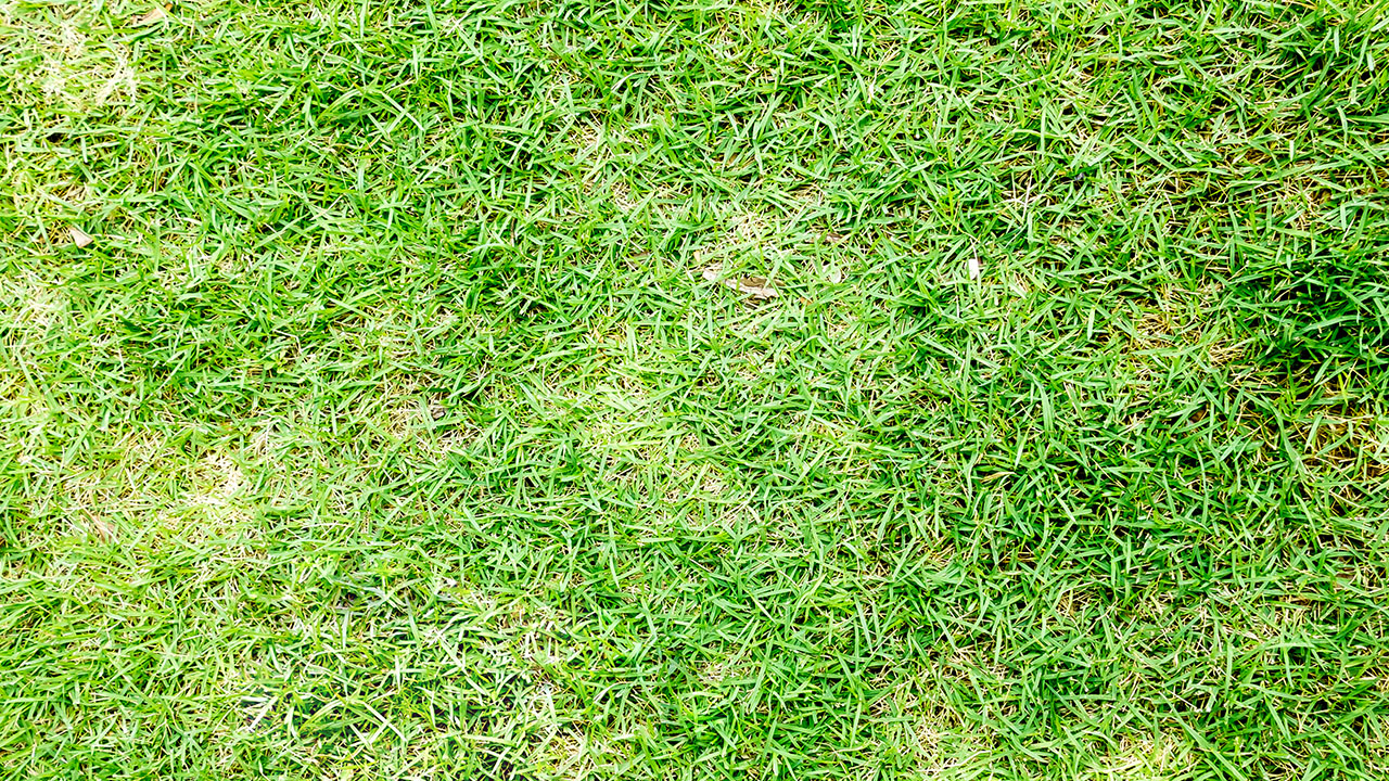 Lawn disease diagnosis service Cedar Park Texas