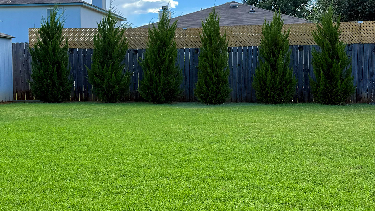 Lawn fertilization service by Bluebonnet Turf Co