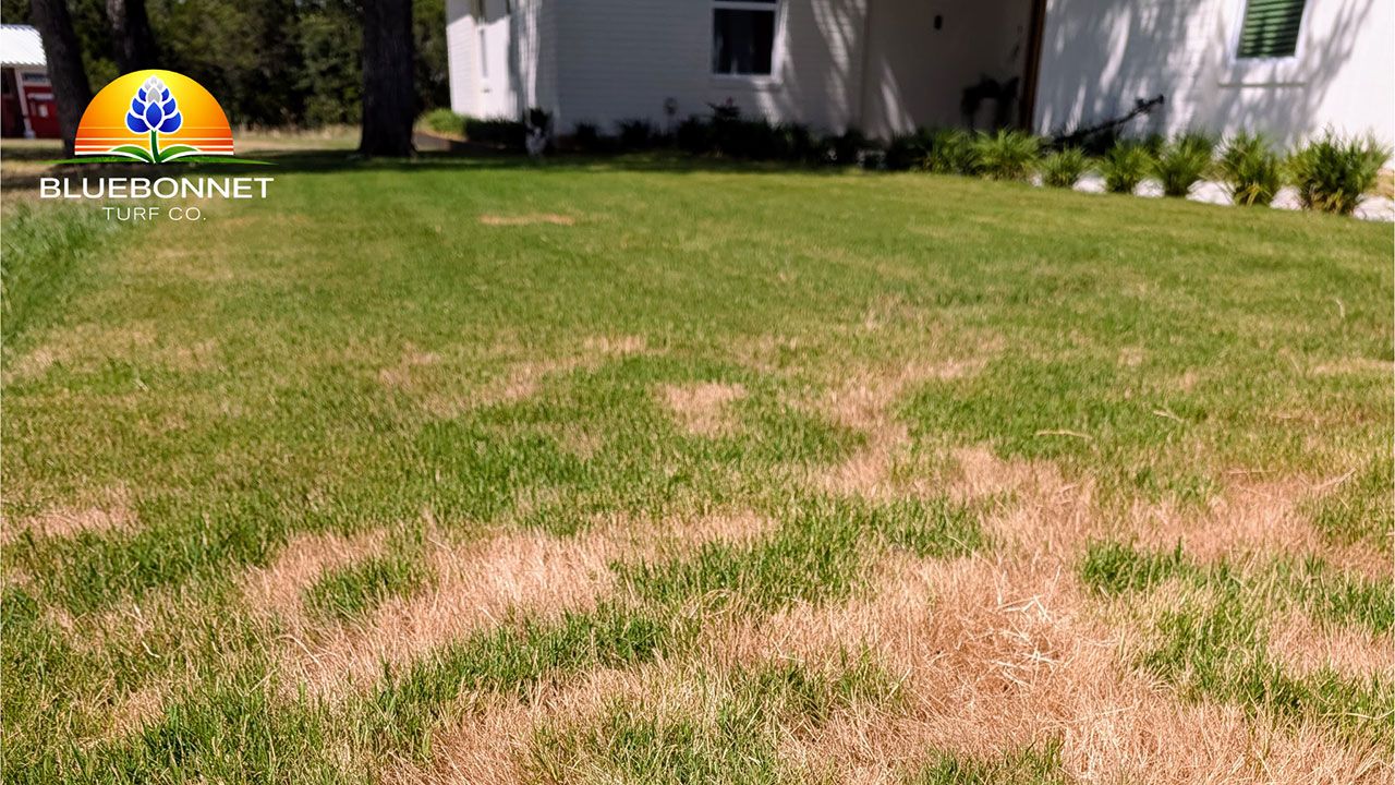 Lawn disease diagnosis service Cedar Park Texas