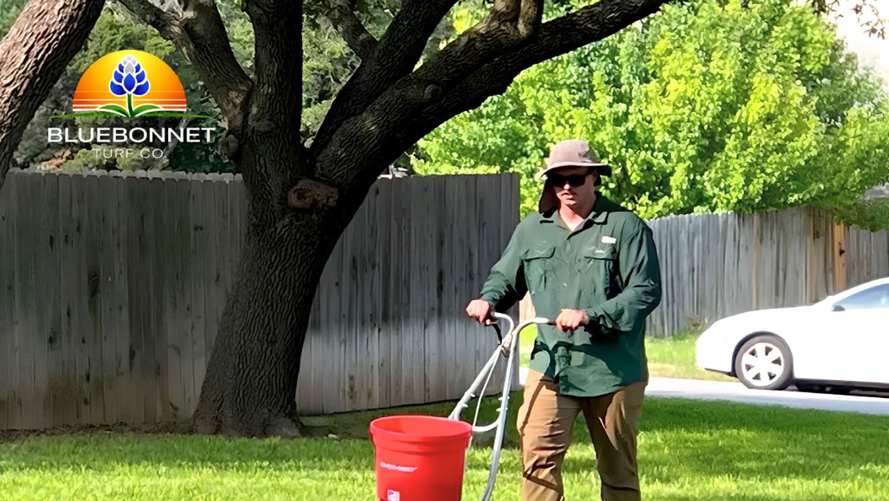 Lawn fertilization service by Bluebonnet Turf Co
