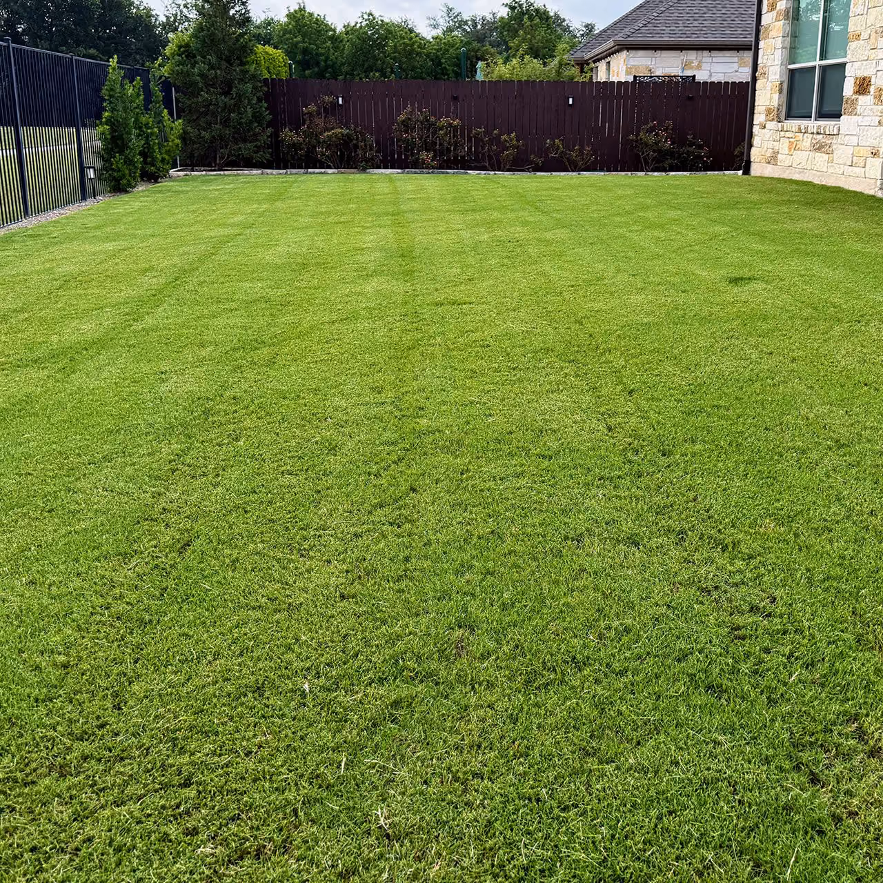 Healthy green turf maintained by Bluebonnet Turf Co
