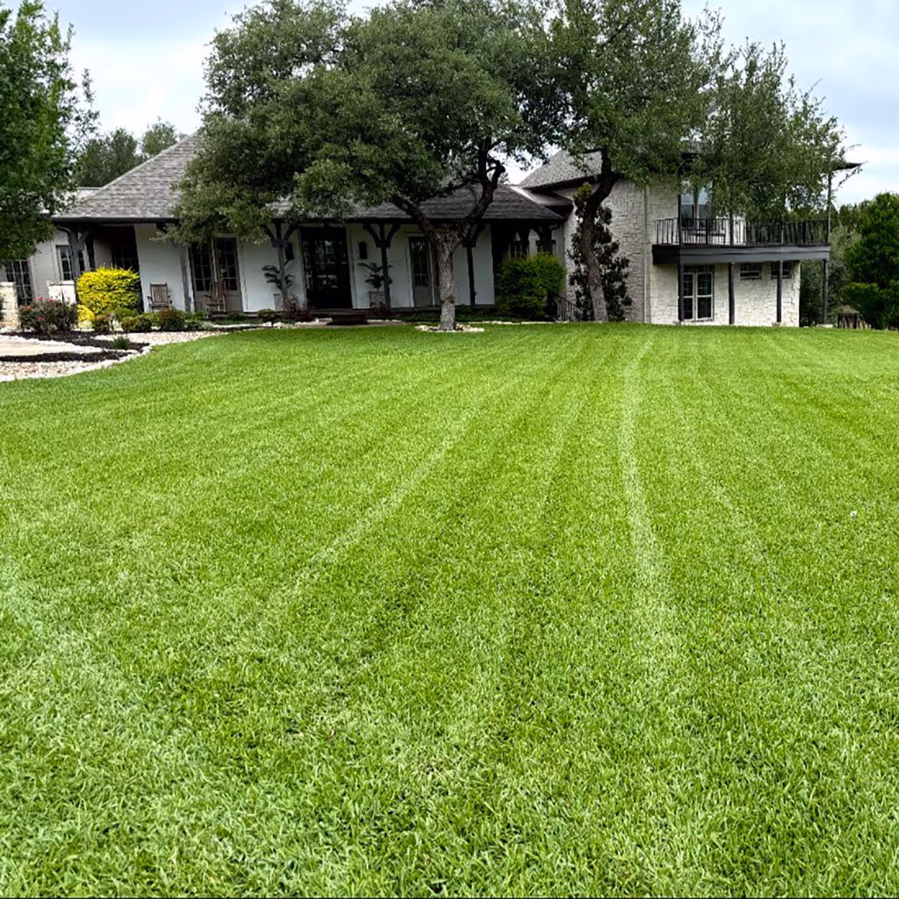 Lush green turf in Cedar Park Texas