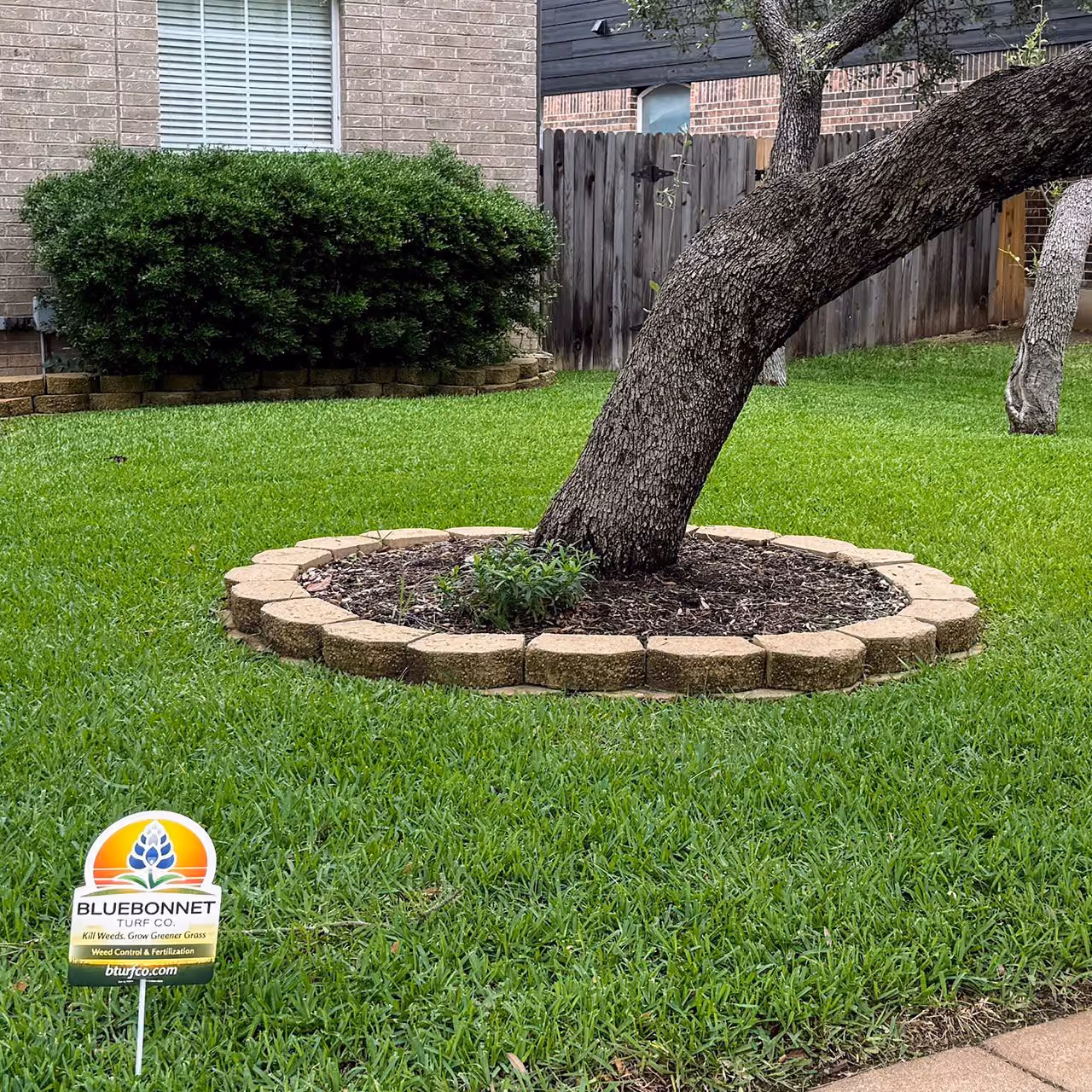 Weed free healthy grass near me in Cedar Park Texas