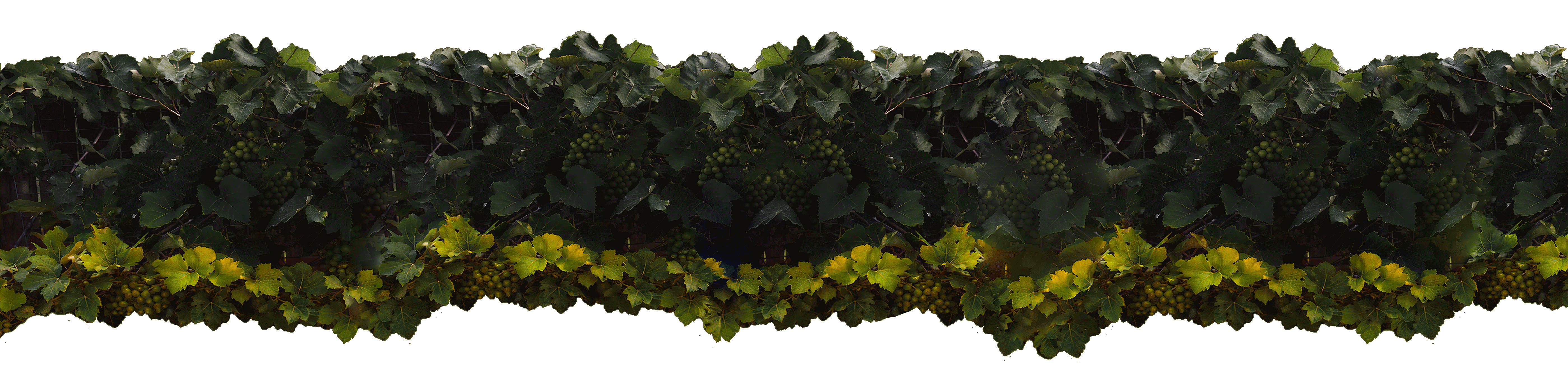 Grape vines with hanging grapes