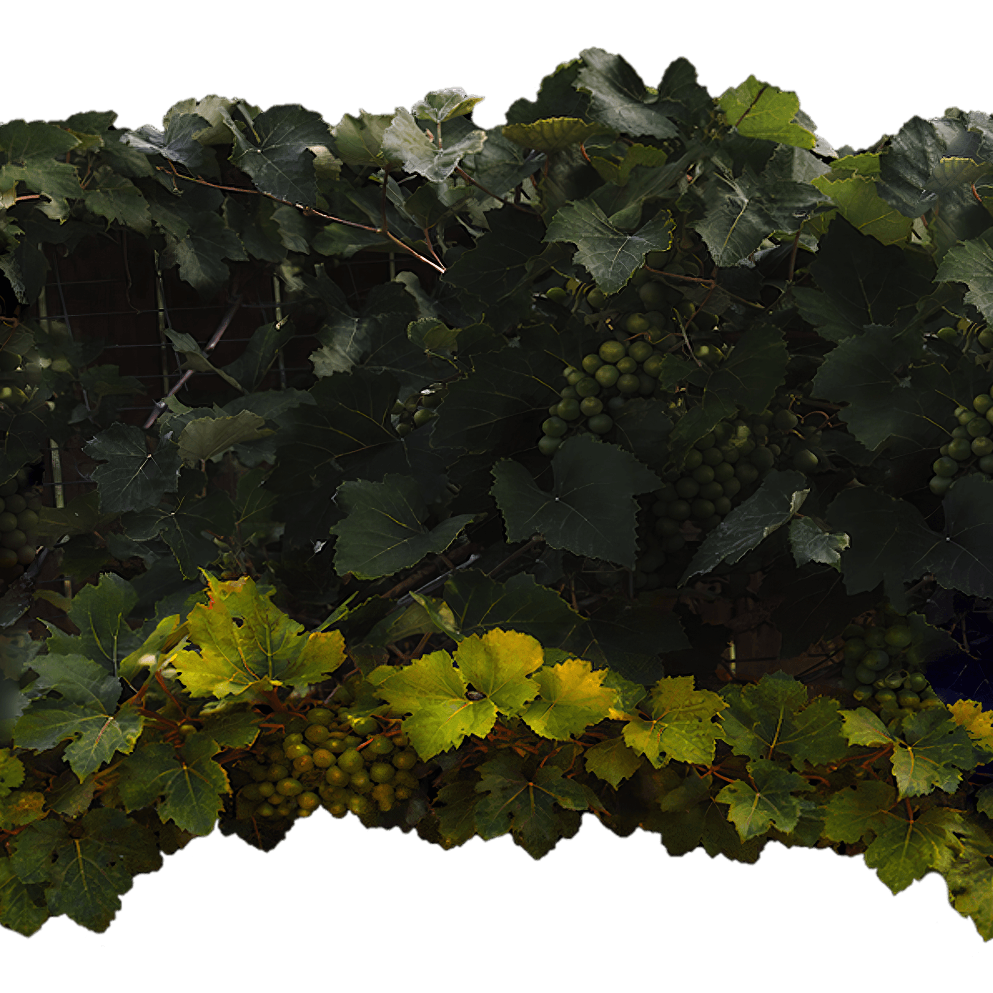 Grape vines with hanging grapes