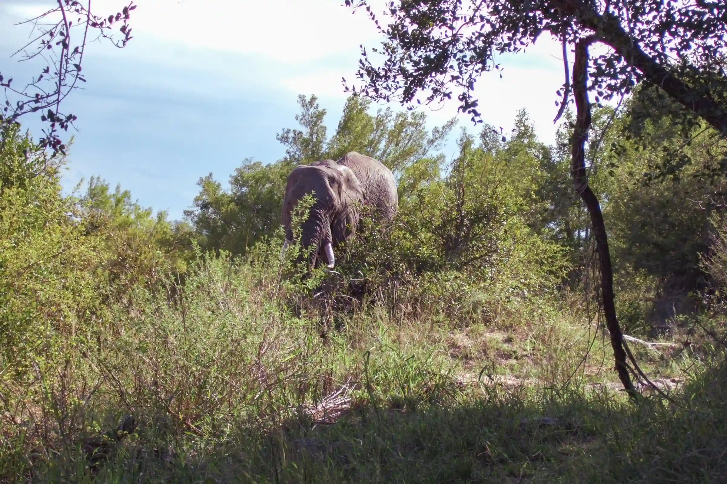 african elephant in the savanna