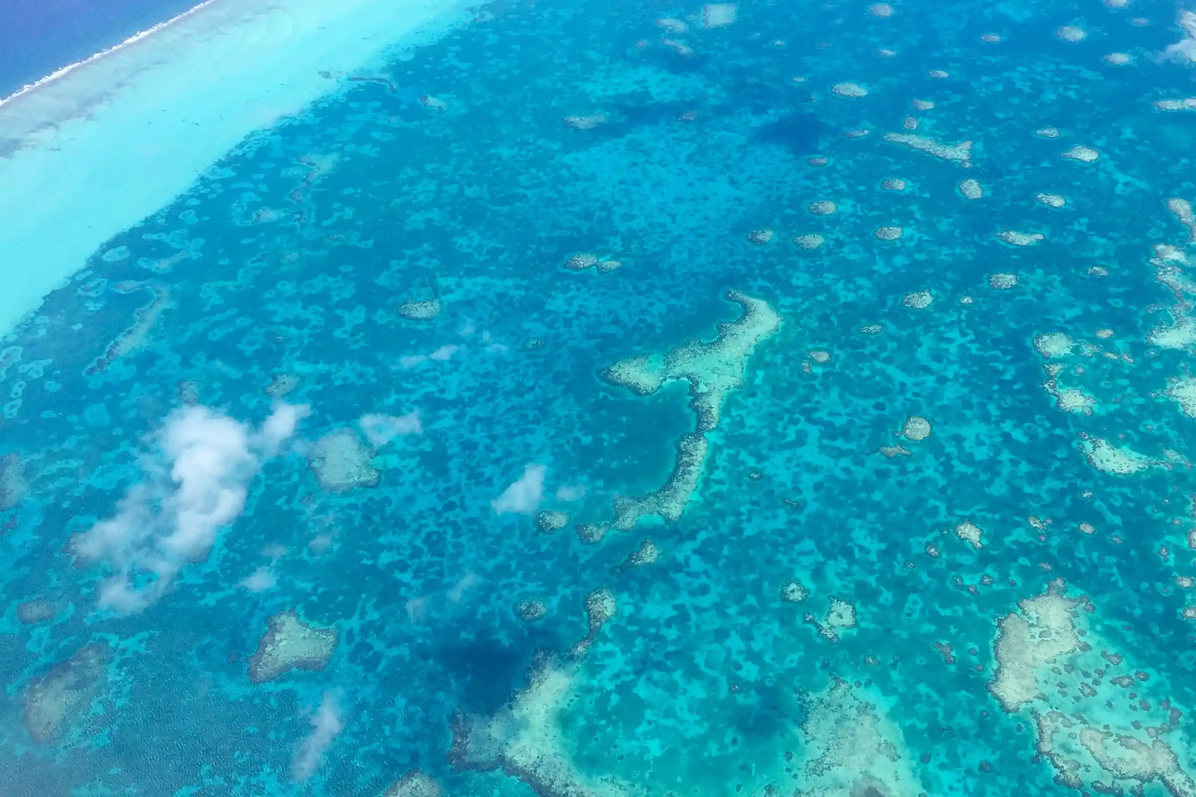 Belize coral