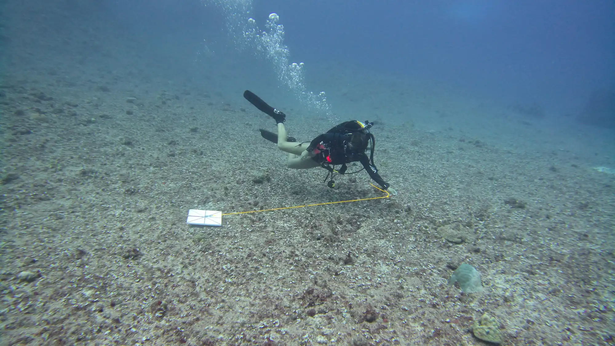 Hawaiʻi MERC diver setting up a calibration transect line along a sandy coral seafloor during Global Airborne Observatory research in Guam.