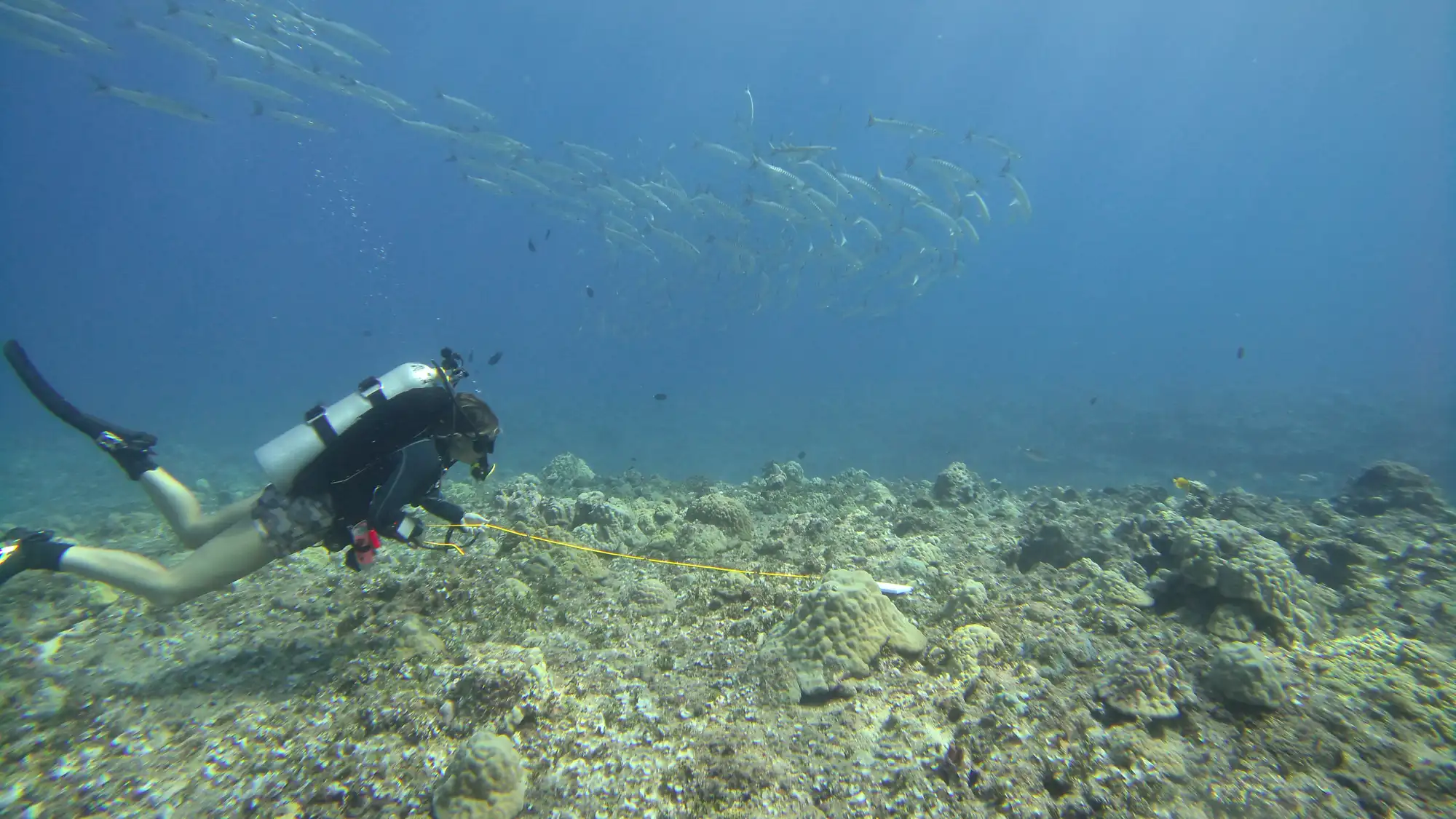 GAO Pacific Mission diver conducting a coral reef calibration survey in Guam while a school of fish swims overhead.