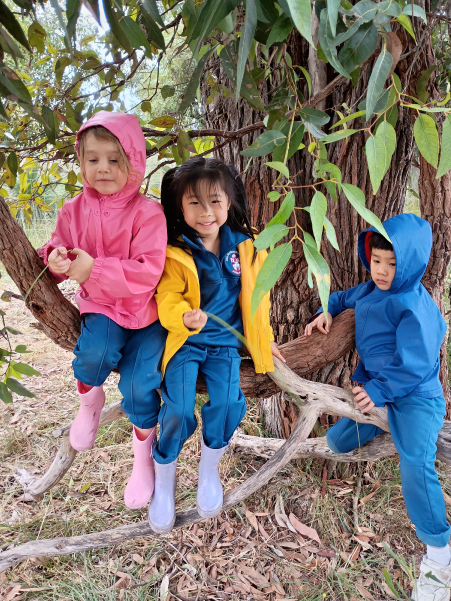 Three happy Kindy students sitting in a tree with raincoats on