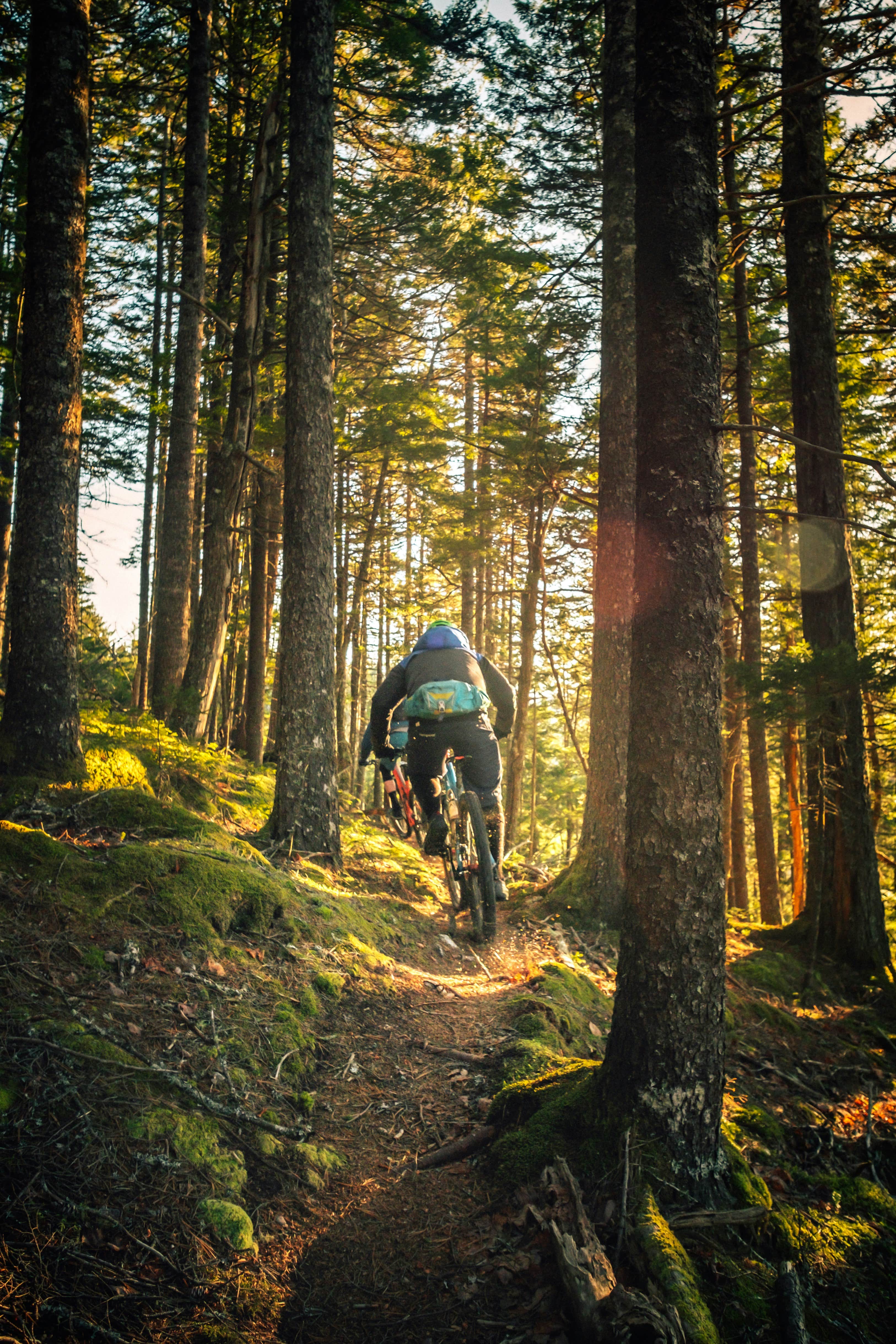 A person mountain biking on a narrow forest trail surrounded by tall trees and sunlight.