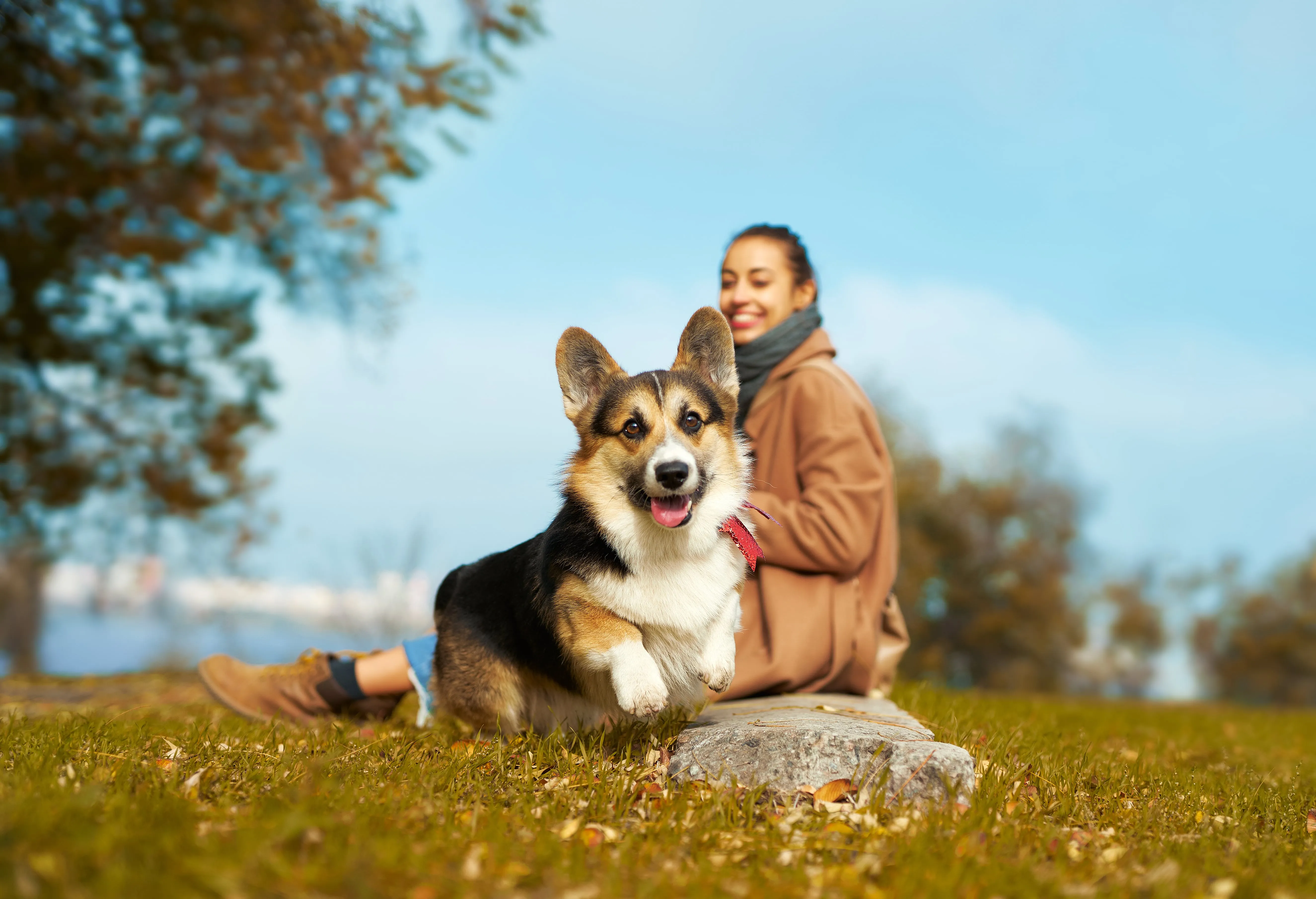 Happy corgi running on grass with a smiling woman sitting in the background on a clear day.