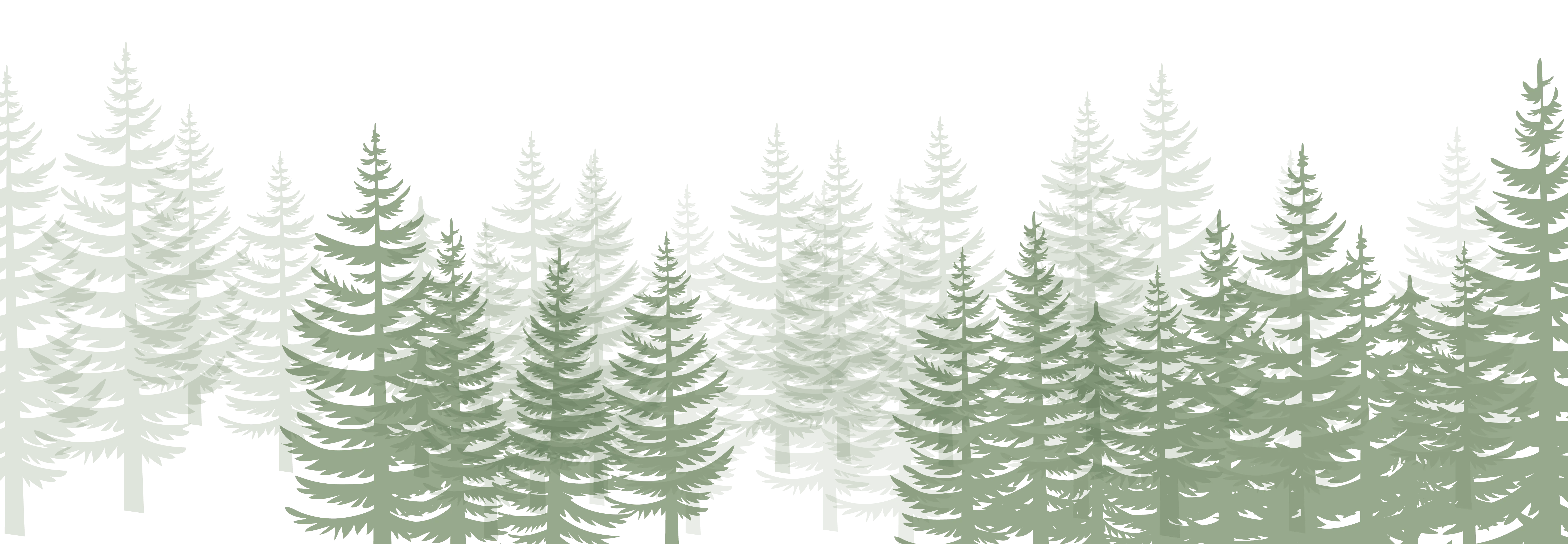 Illustration of dense pine trees with varied heights on a transparent background.