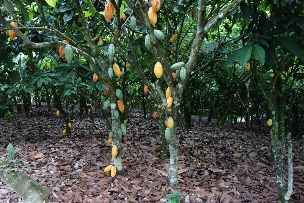 Ghana Cocoa Plant
