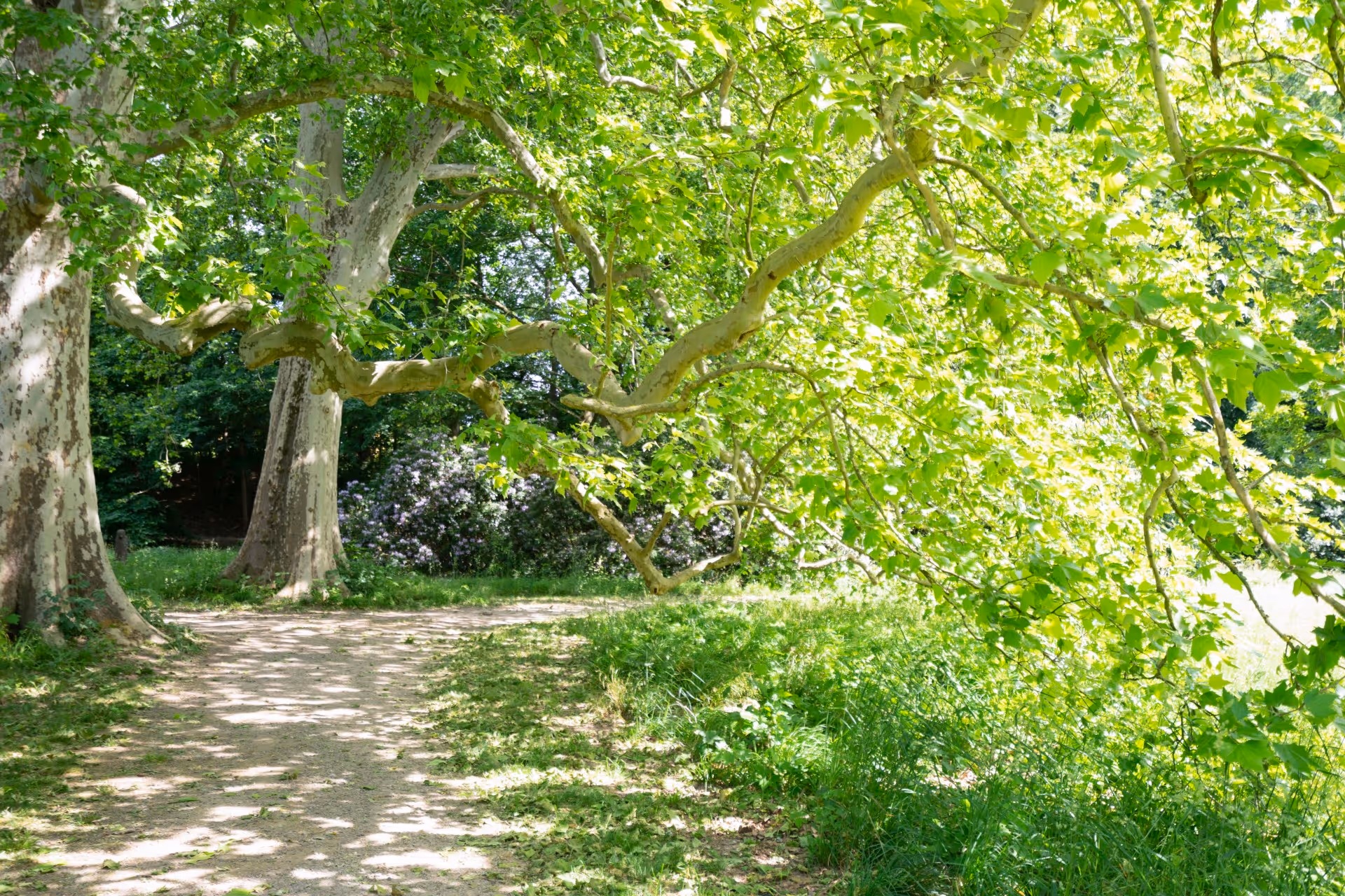 Sonnenbeschienener Feldweg im Neubauprojekt Leverkusen Steinbüchel, der sich durch einen grünen Park mit großen Bäumen und dichtem Blattwerk schlängelt.