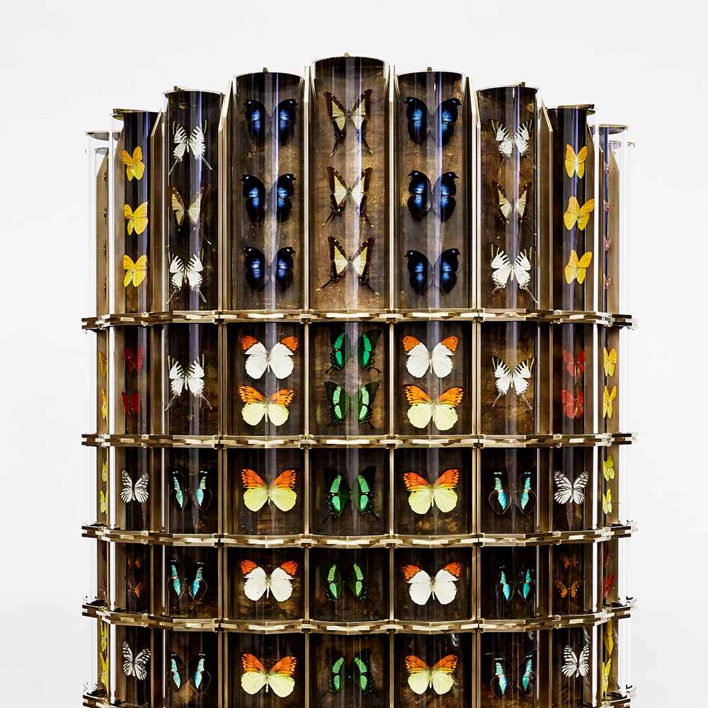 Cabinet de Curiosité