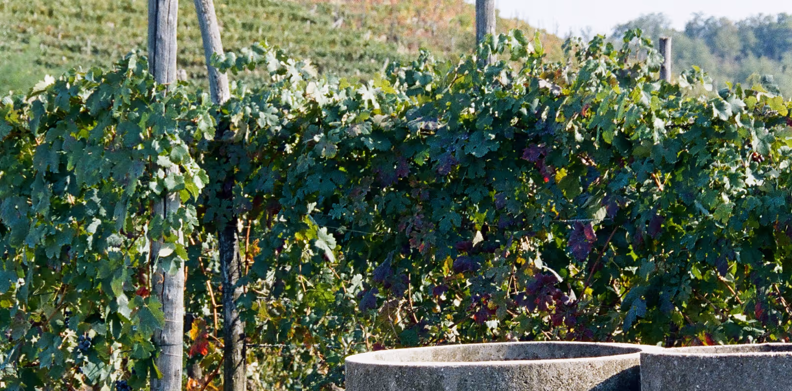 Filari di viti con foglie verde intenso in un vigneto soleggiato, con due grandi vasche di pietra in primo piano.