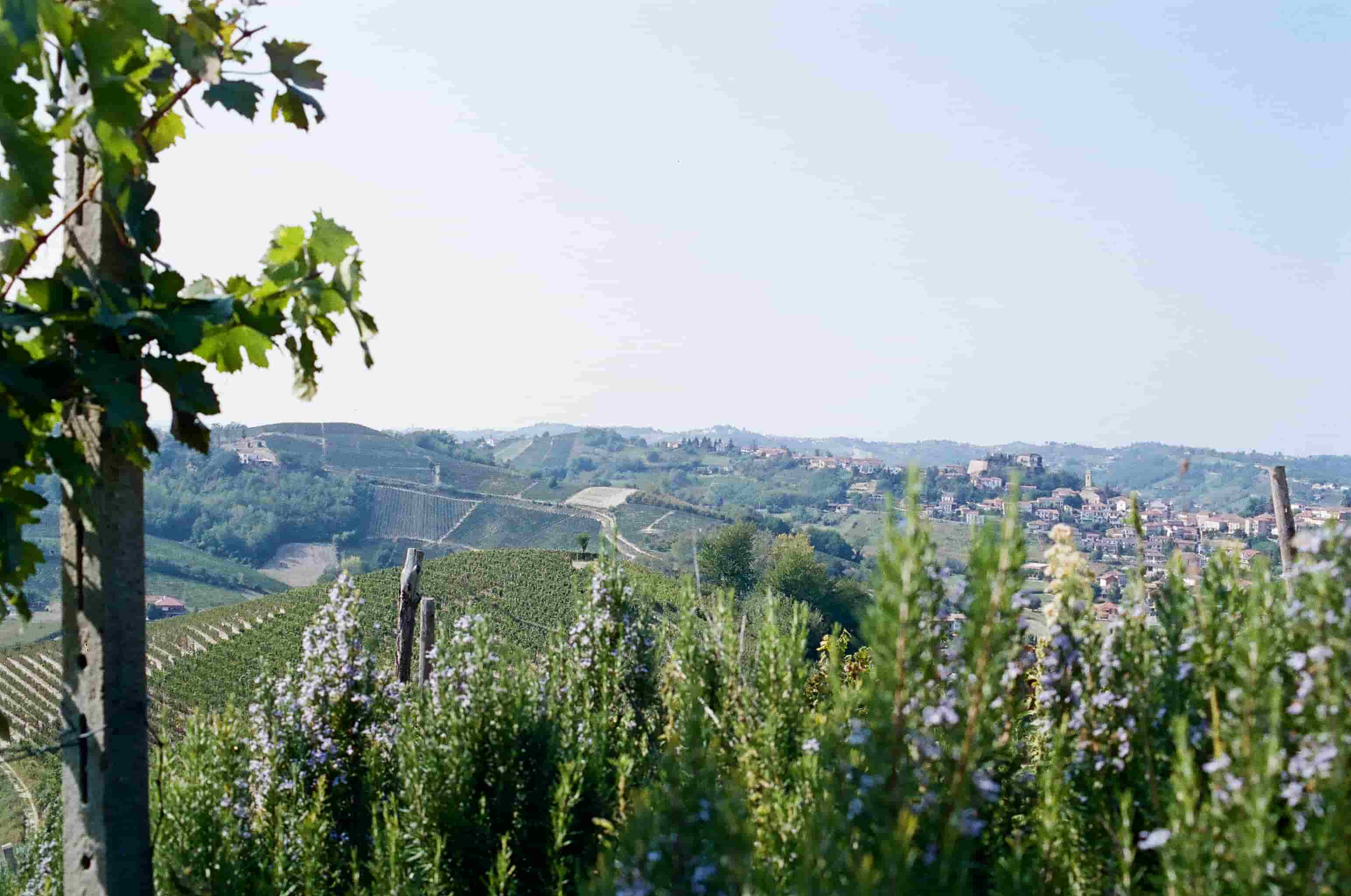 Collina coltivata con vigneti e piante fiorite in primo piano, e un piccolo villaggio sullo sfondo.