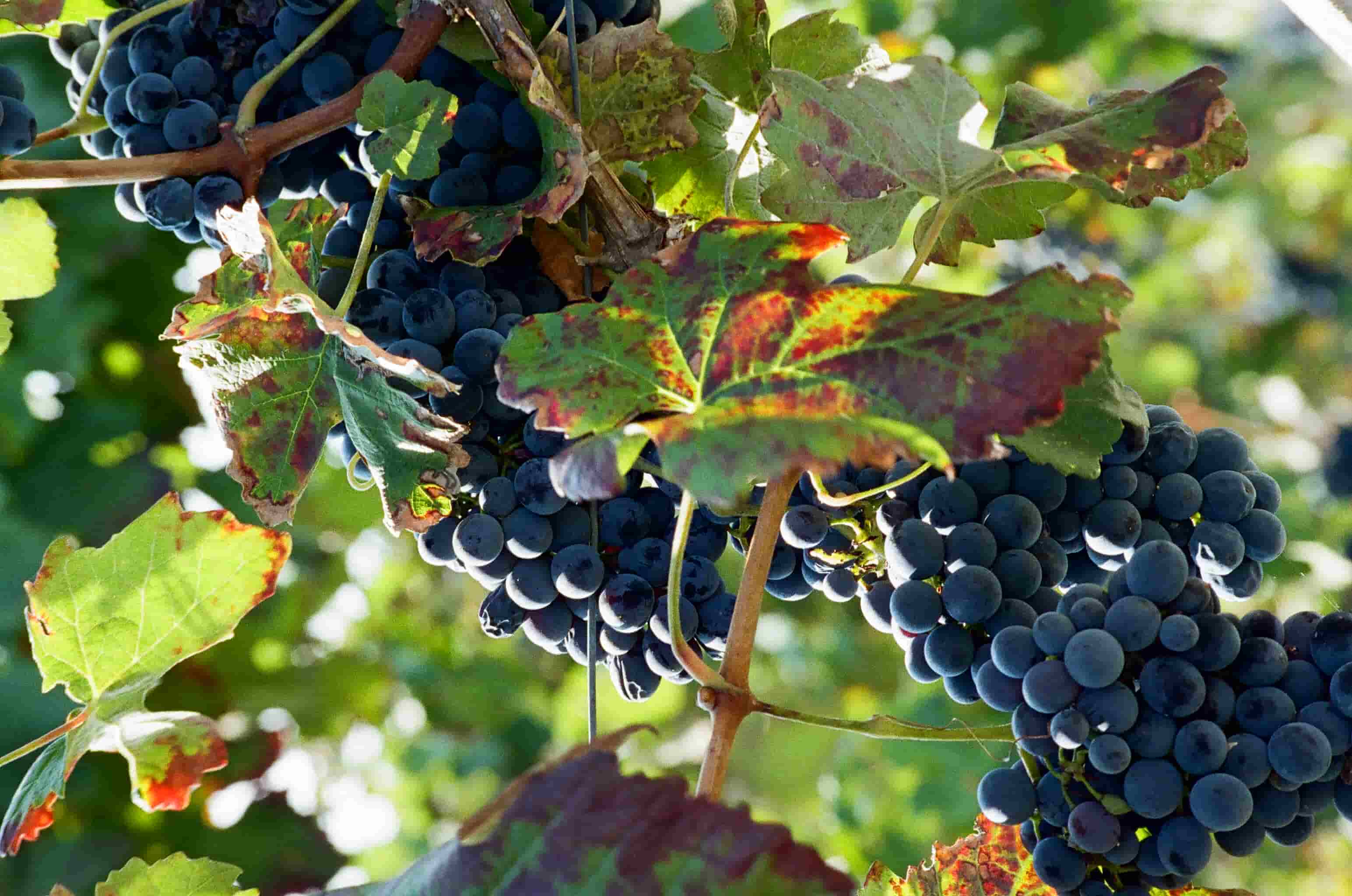 Grappoli di uva nera matura appesi a una vite con foglie verdi e lievemente scolorite.
