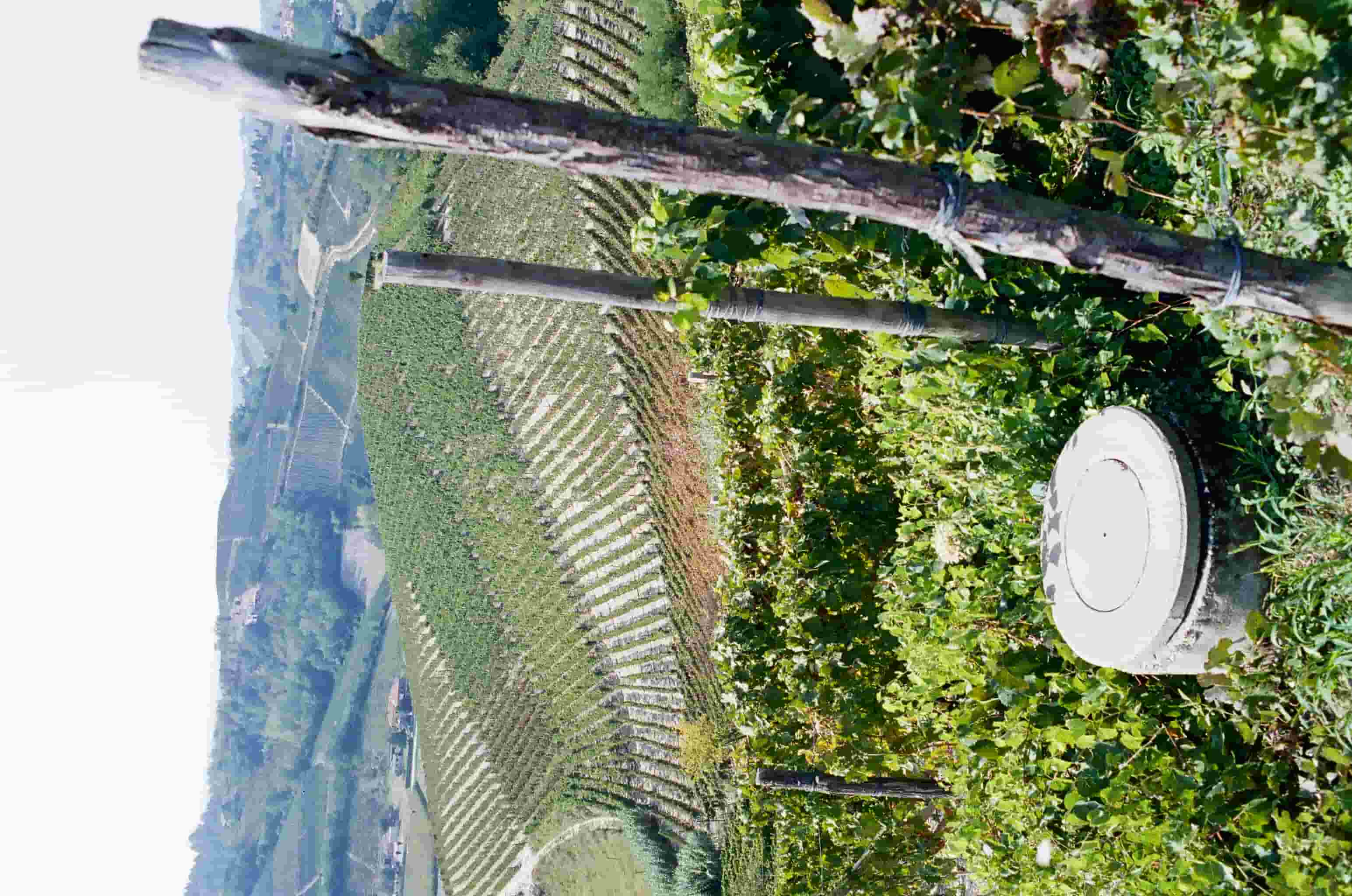 Vigneto collinare con filari di viti verdi e pali di sostegno in primo piano sotto un cielo chiaro.