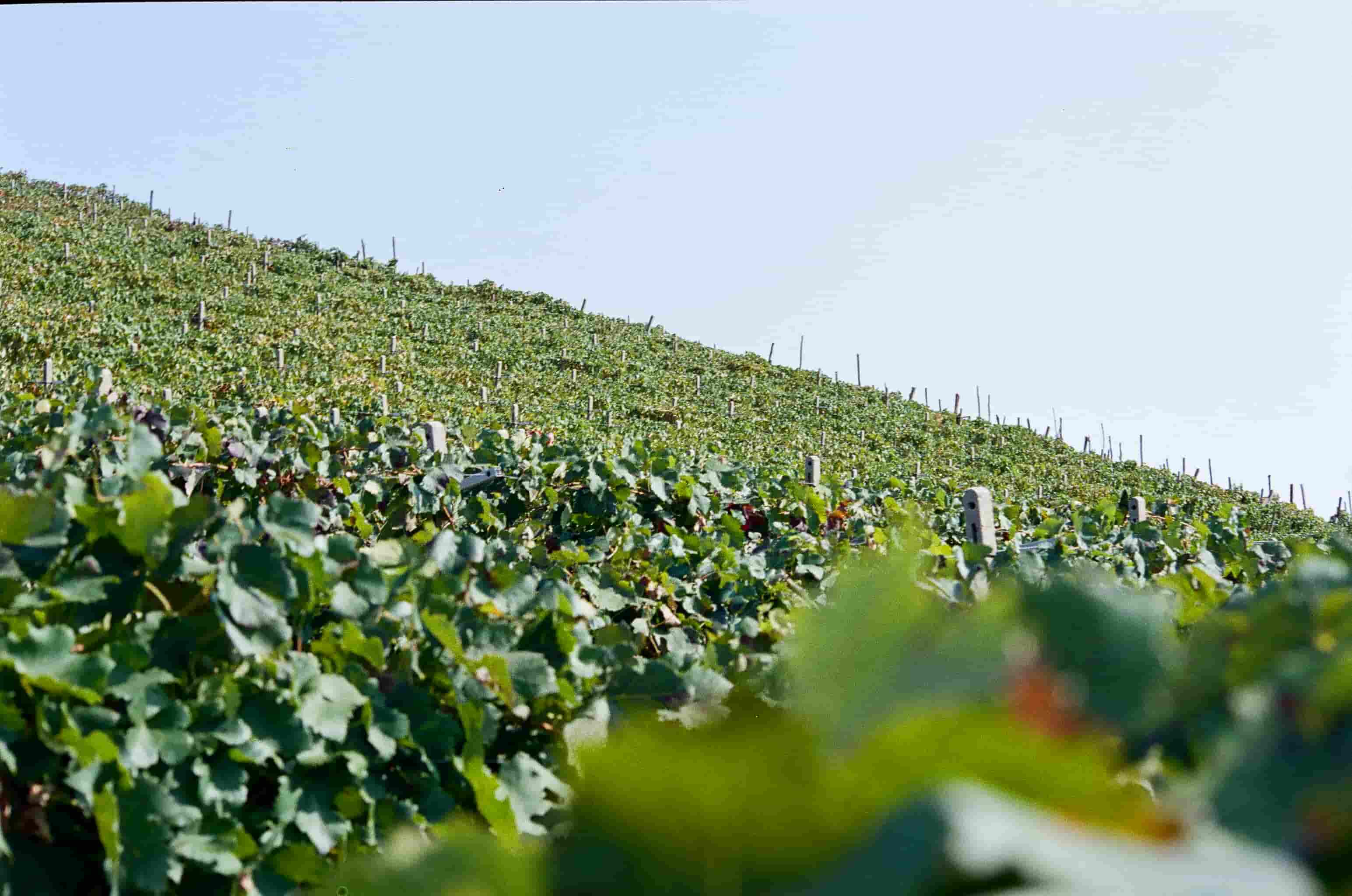 Vigneto su una collina in una giornata limpida con cielo azzurro.