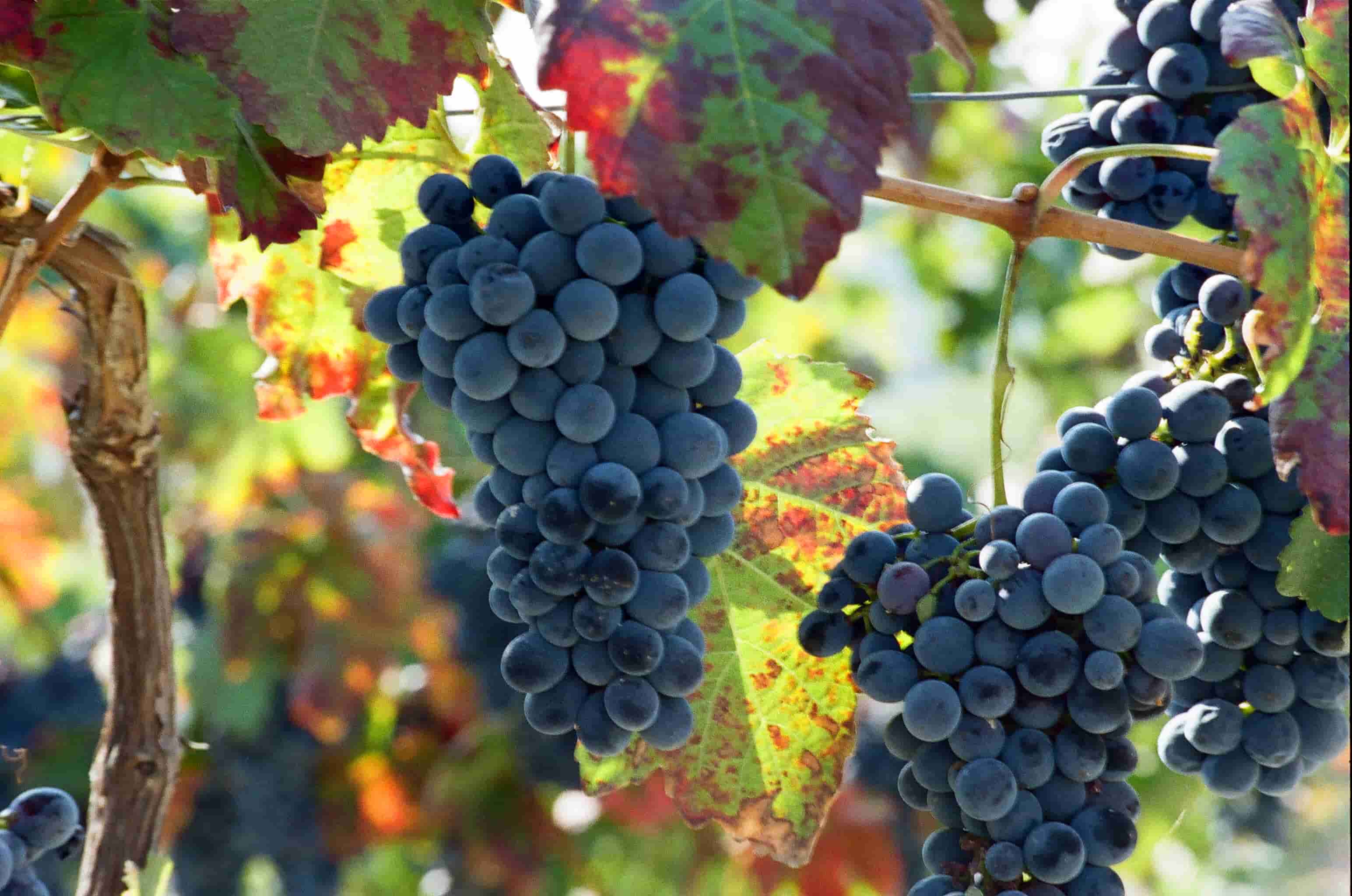 Grappoli di uva nera appesi a una vite con foglie verdi e rossastre.