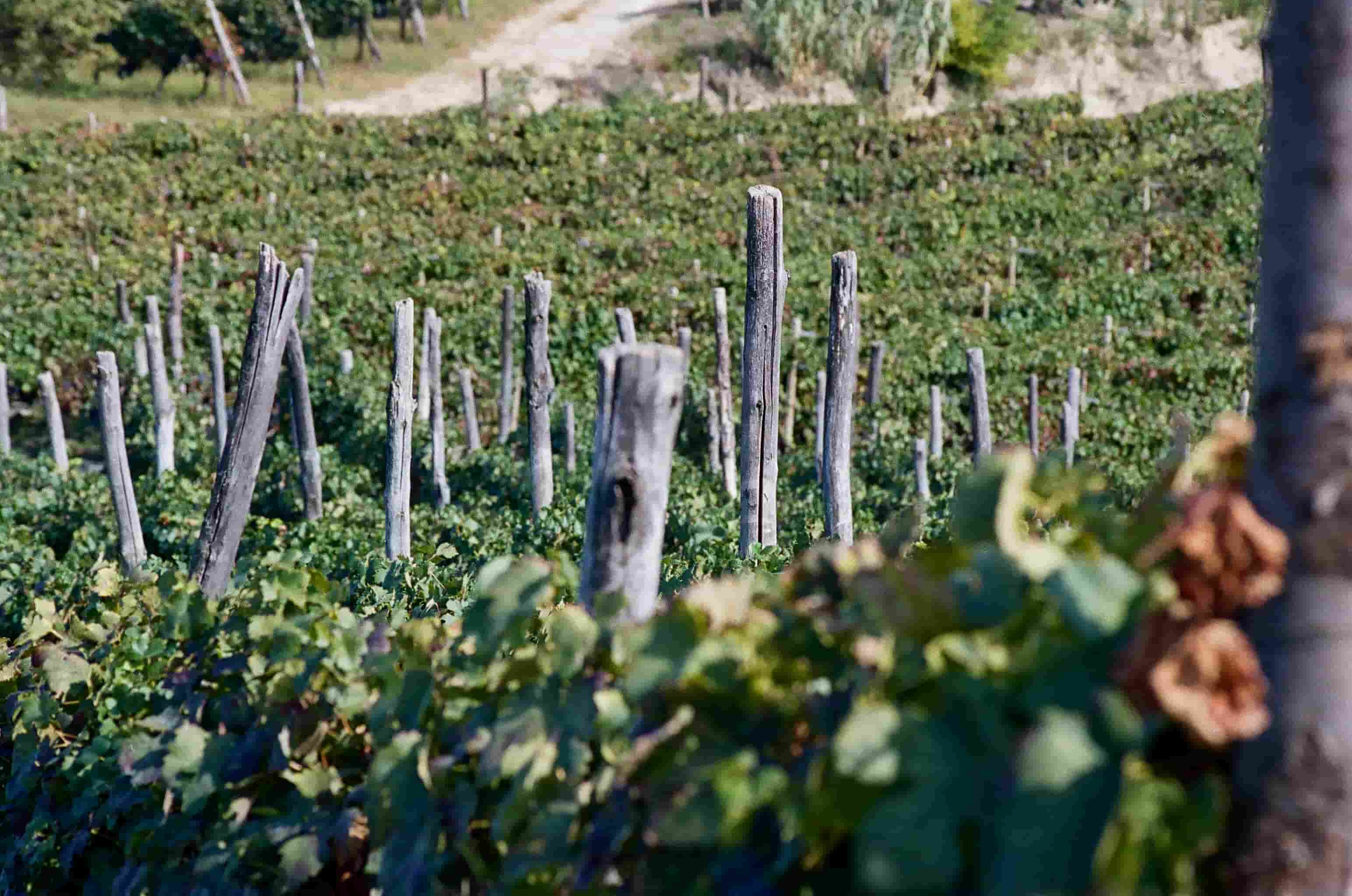 Filari di viti in un vigneto con pali di legno che sostengono le piante.