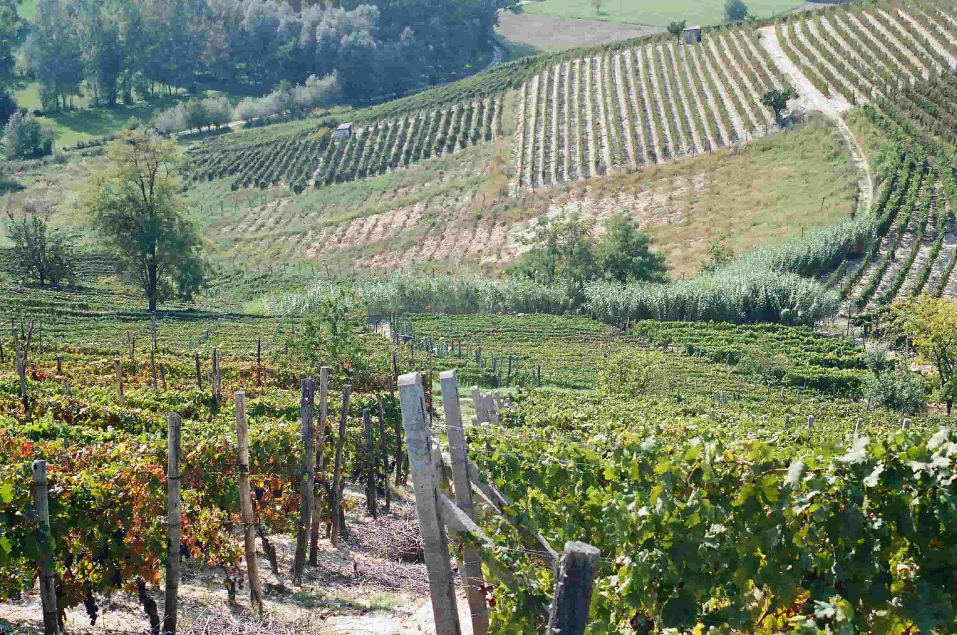 Vigneto su una collina con filari di viti verdi e un paesaggio agricolo circostante.