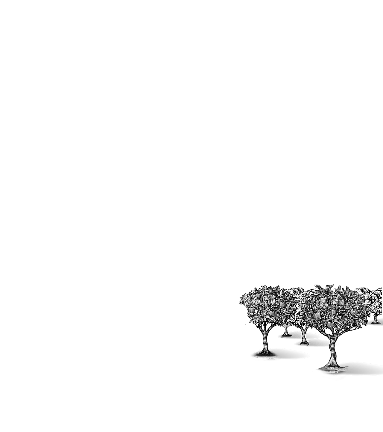 Illustration of a small fruit tree with round fruits and detailed leaves on a black background.