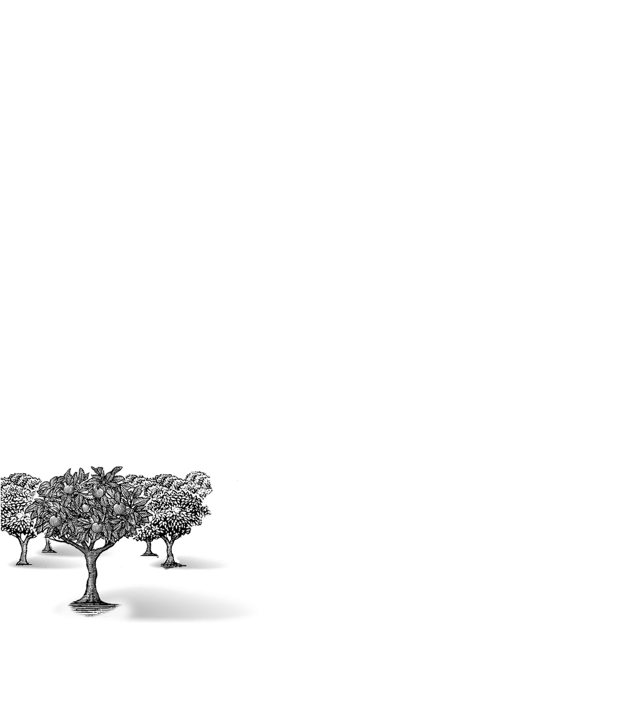 Black and white sketch of a fruit tree with round fruits and dense leaves on a dark background.