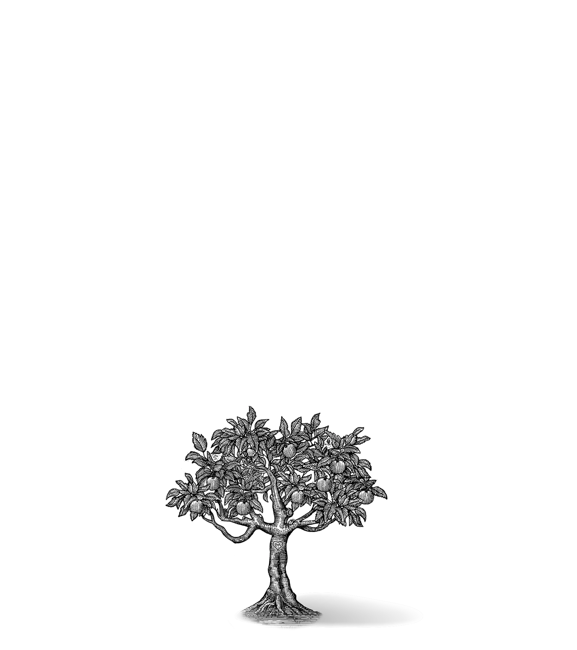 Detailed black and white sketch of a fruit tree with leaves and round fruit on a black background.
