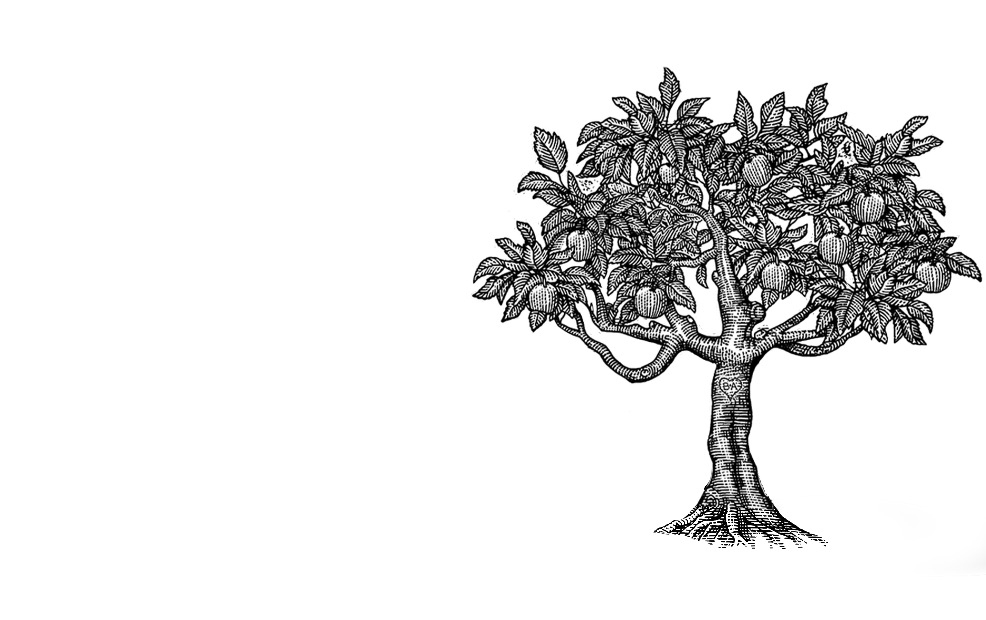 Black and white vintage engraving of a broad tree with detailed bark and leaves.