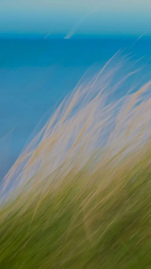 Blurred image of tall grass against a blue sky background.