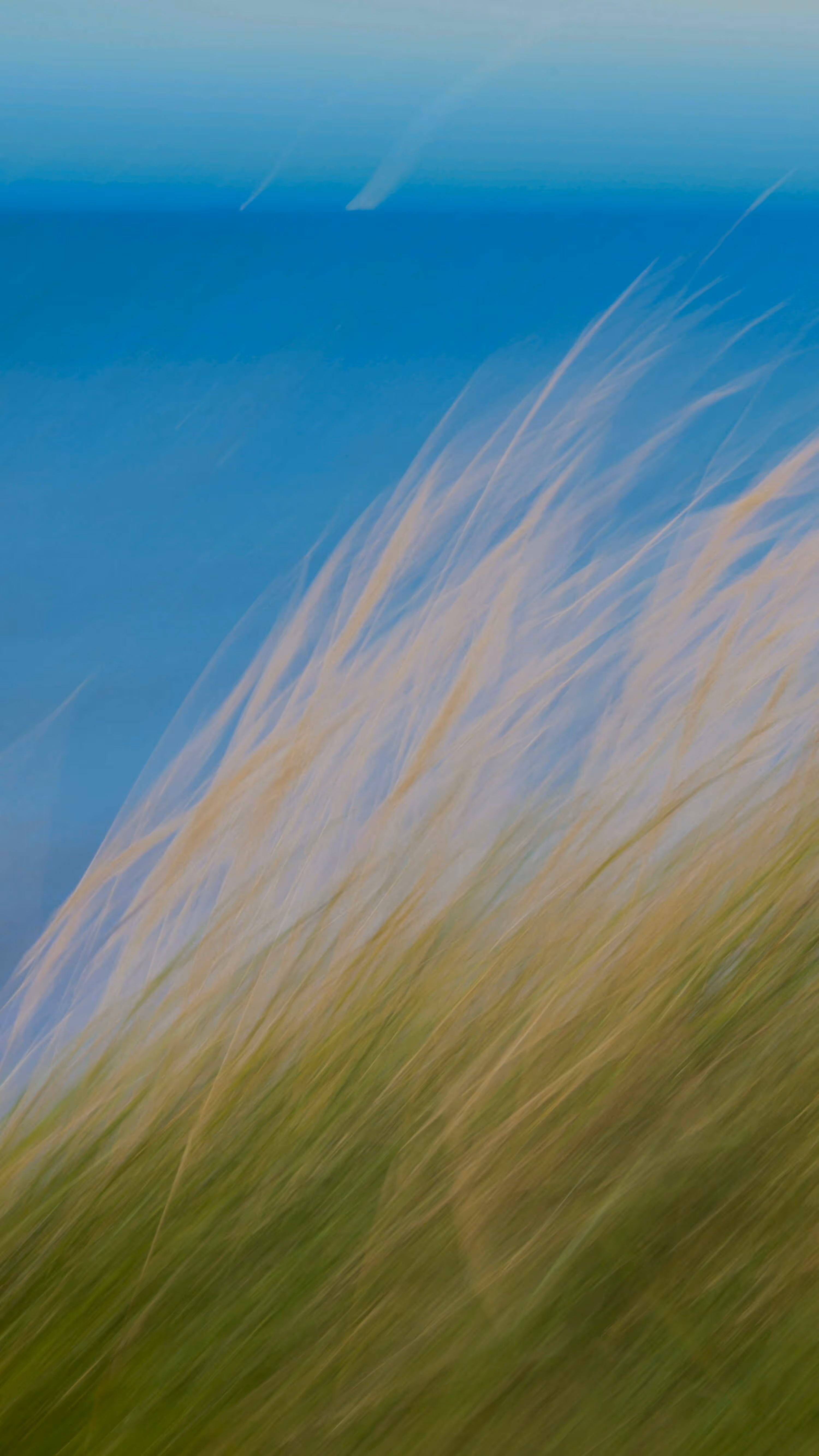 Blurred image of tall grass against a blue sky background.