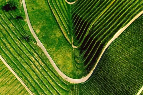 Blurred image of tall grass against a blue sky background.