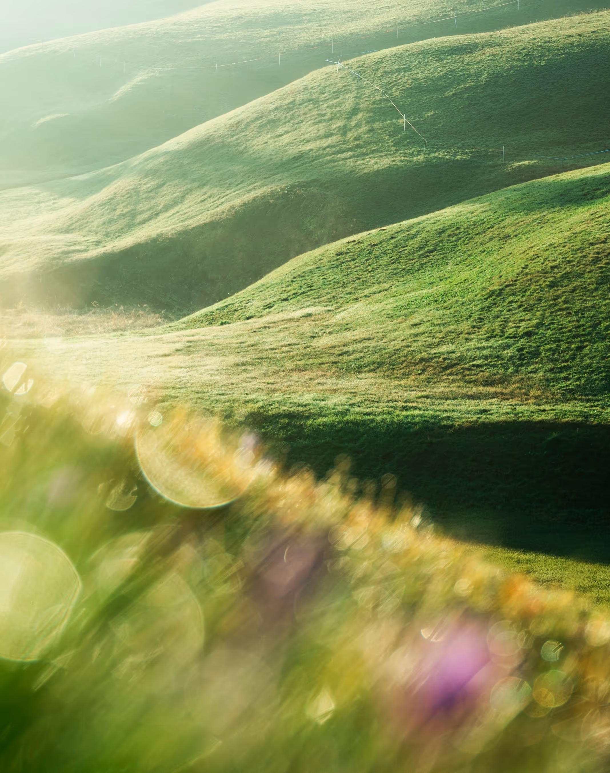 Sunlit rolling green hills with soft focus wildflowers and grass in the foreground.