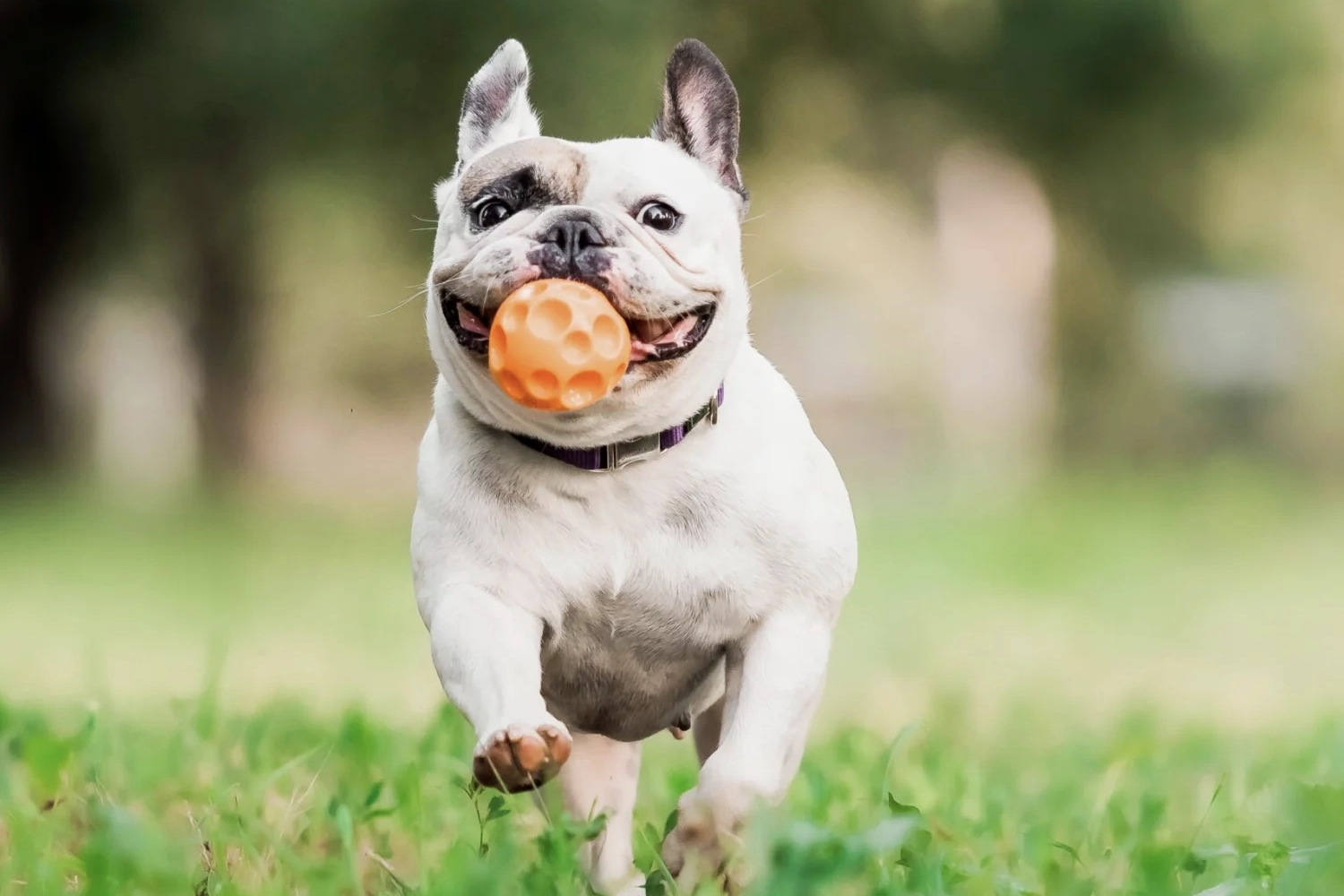 Waiter serving wine at Balcon restaurant.