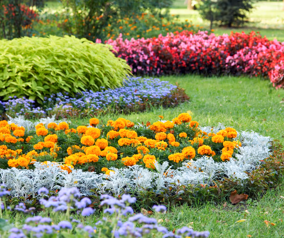 Colorful flower garden with vivid orange marigolds surrounded by white foliage, purple and pink flowers, and lush green grass.