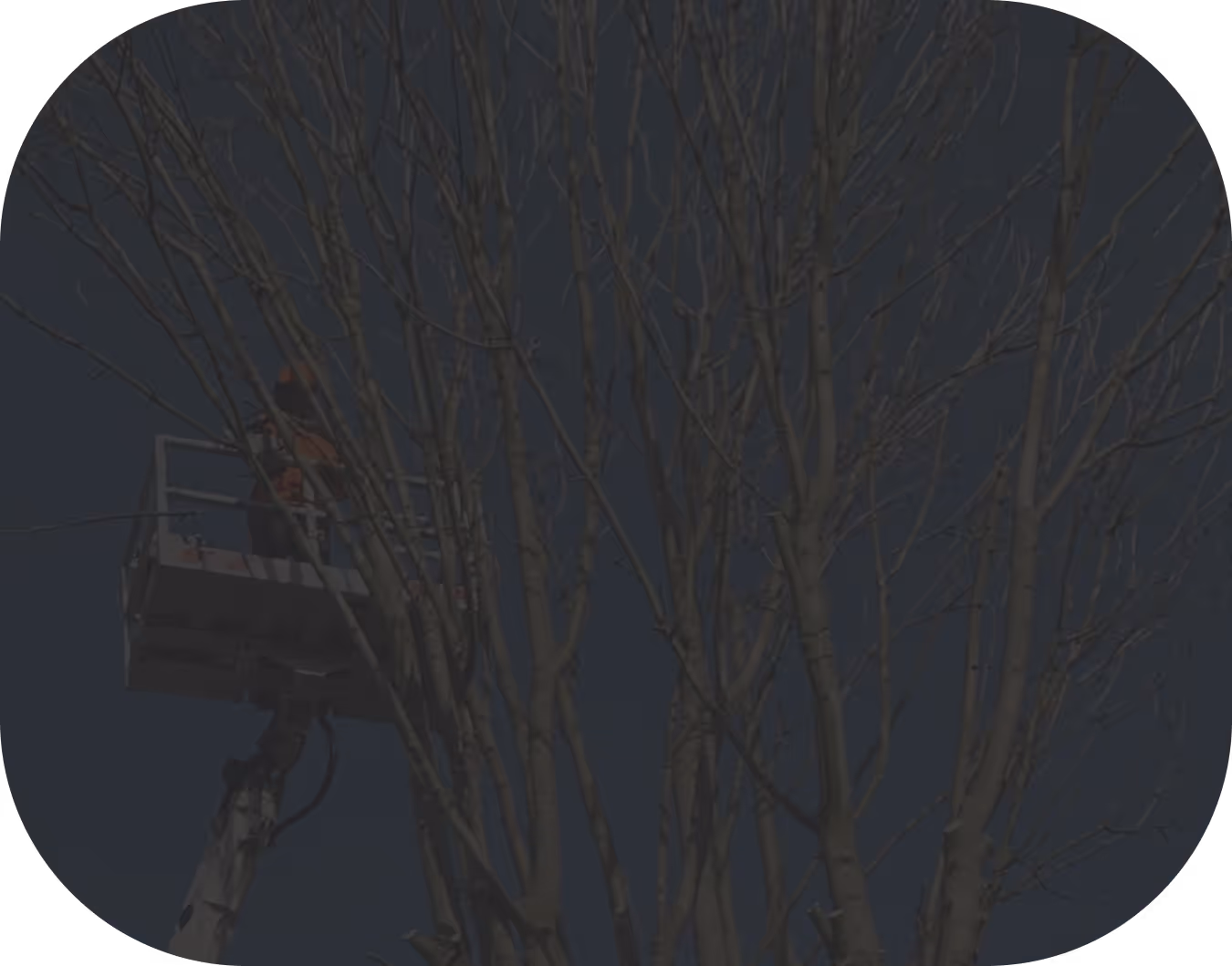 Ein Baumarbeiter in einem Hebekorb schneidet Äste eines kahlen Baums bei klarem Himmel.