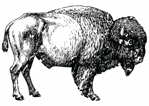 Buffalo graphic