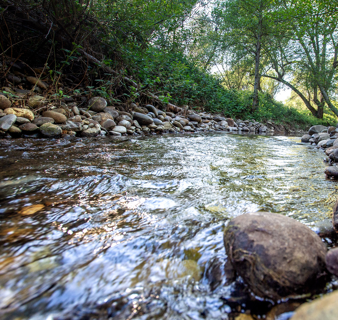 Clear stream flowing over stones with green bushes and trees along the rocky riverbank.
