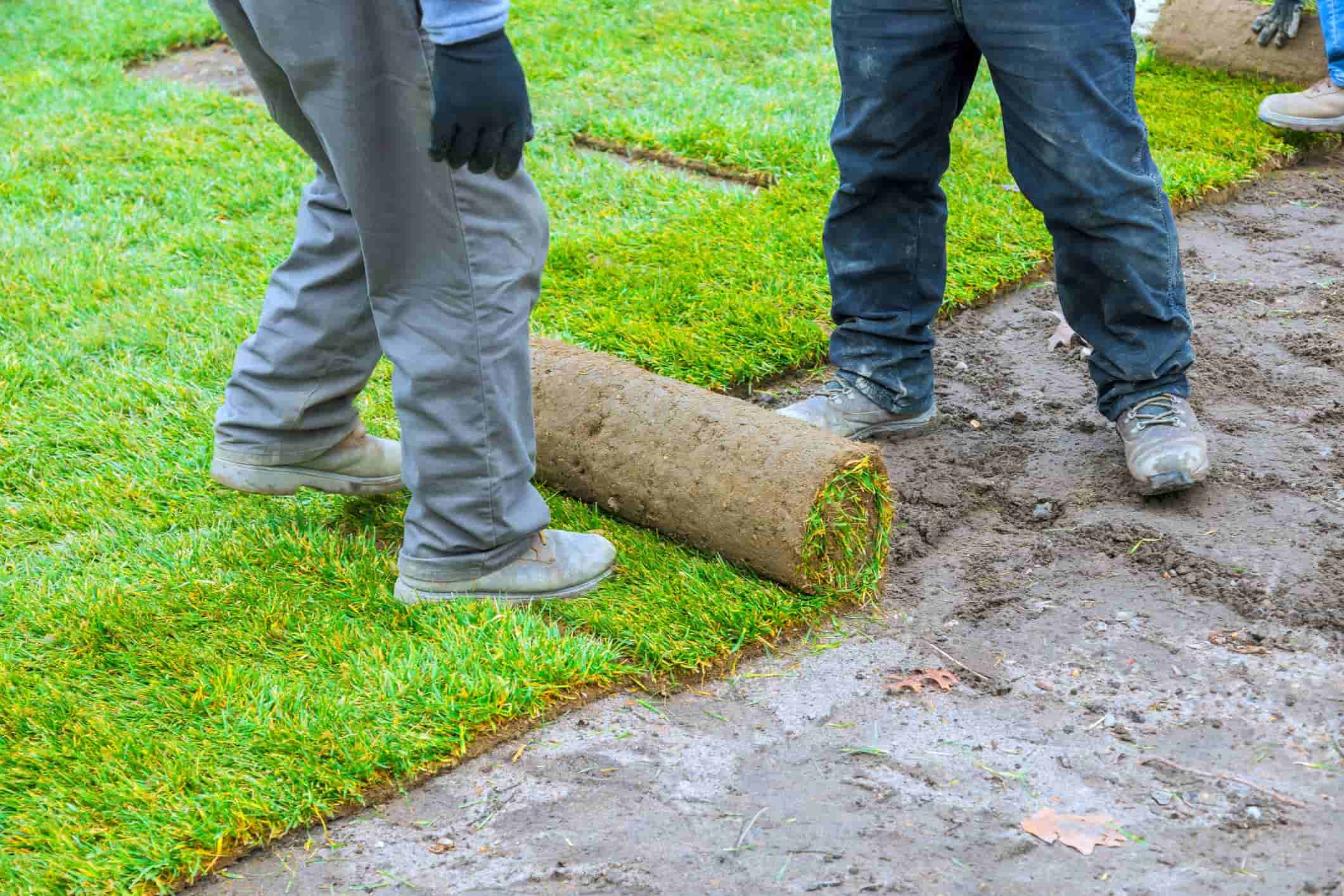 Workers installing rolled sod on prepared soil for a new lawn.