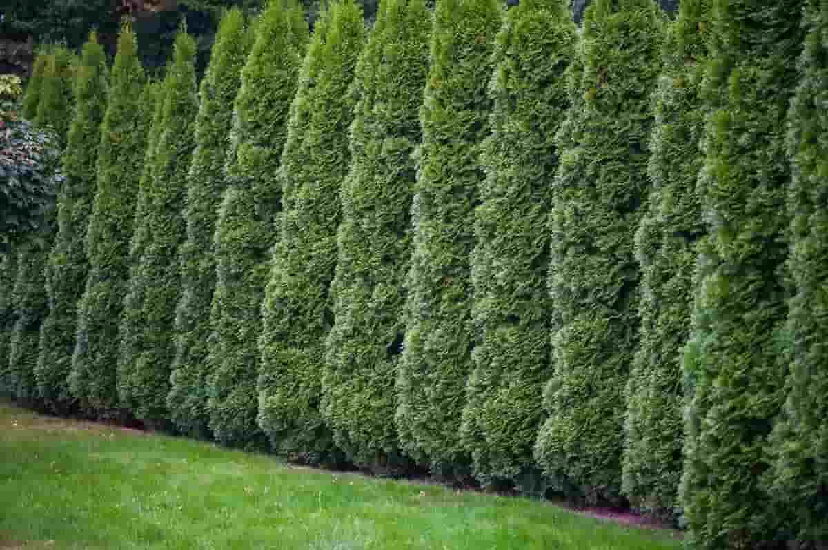 Dense row of tall, neatly trimmed evergreen cedar trees forming a hedge along a grassy lawn.
