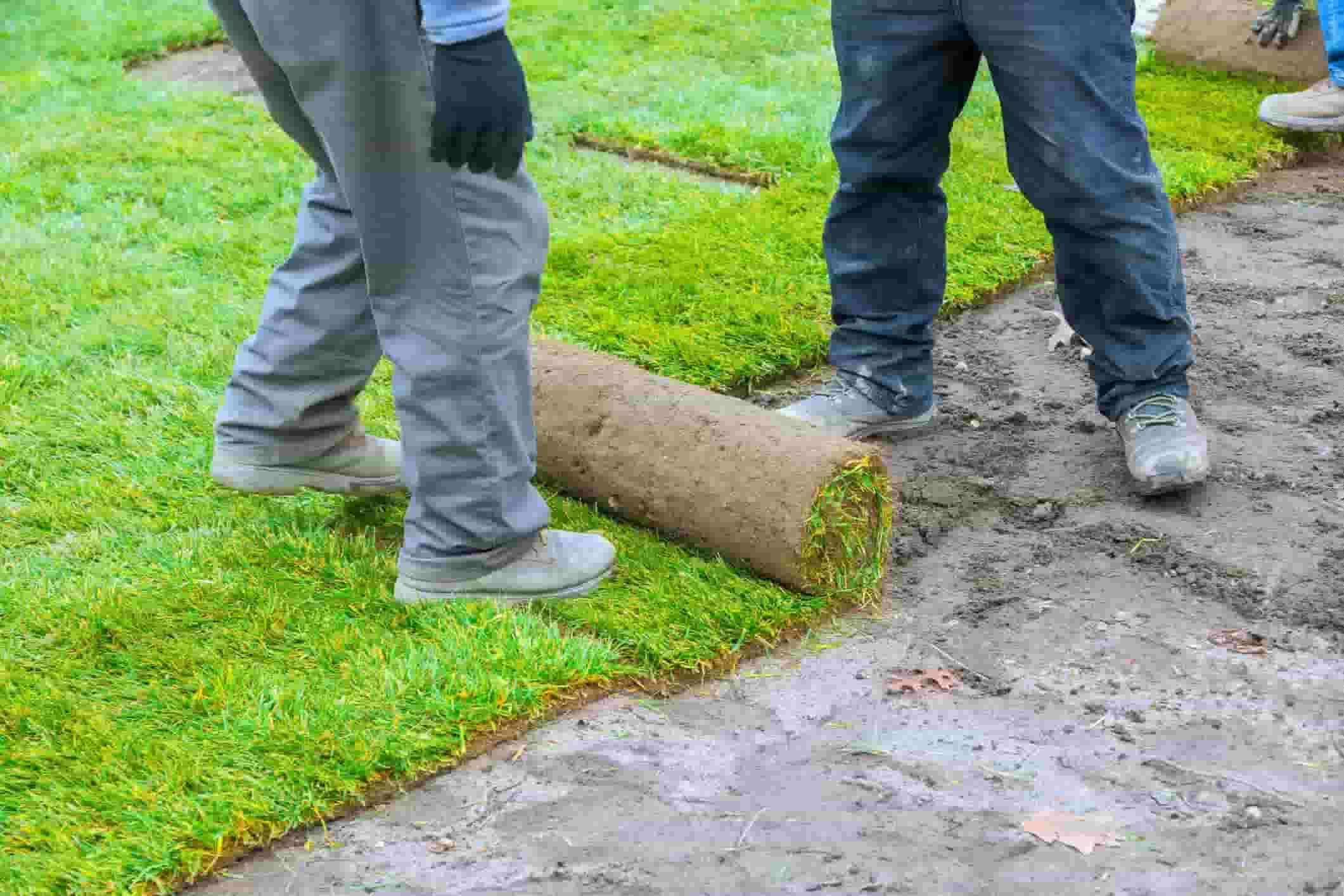 Workers installing rolled sod on prepared soil for a new lawn.