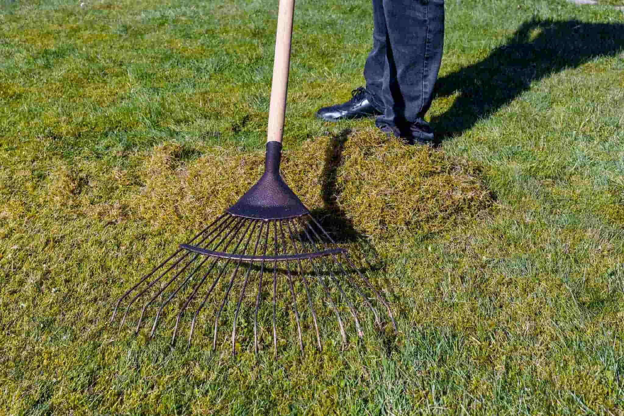 Person using a garden rake to gather moss clumps on a green lawn.