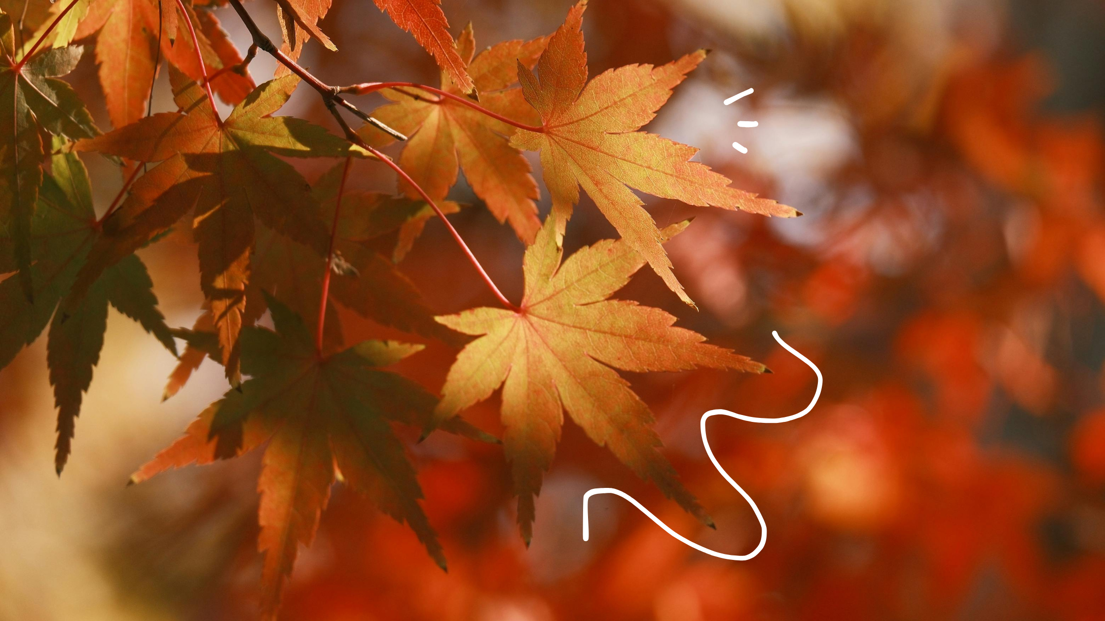 Autumn leaves on a tree