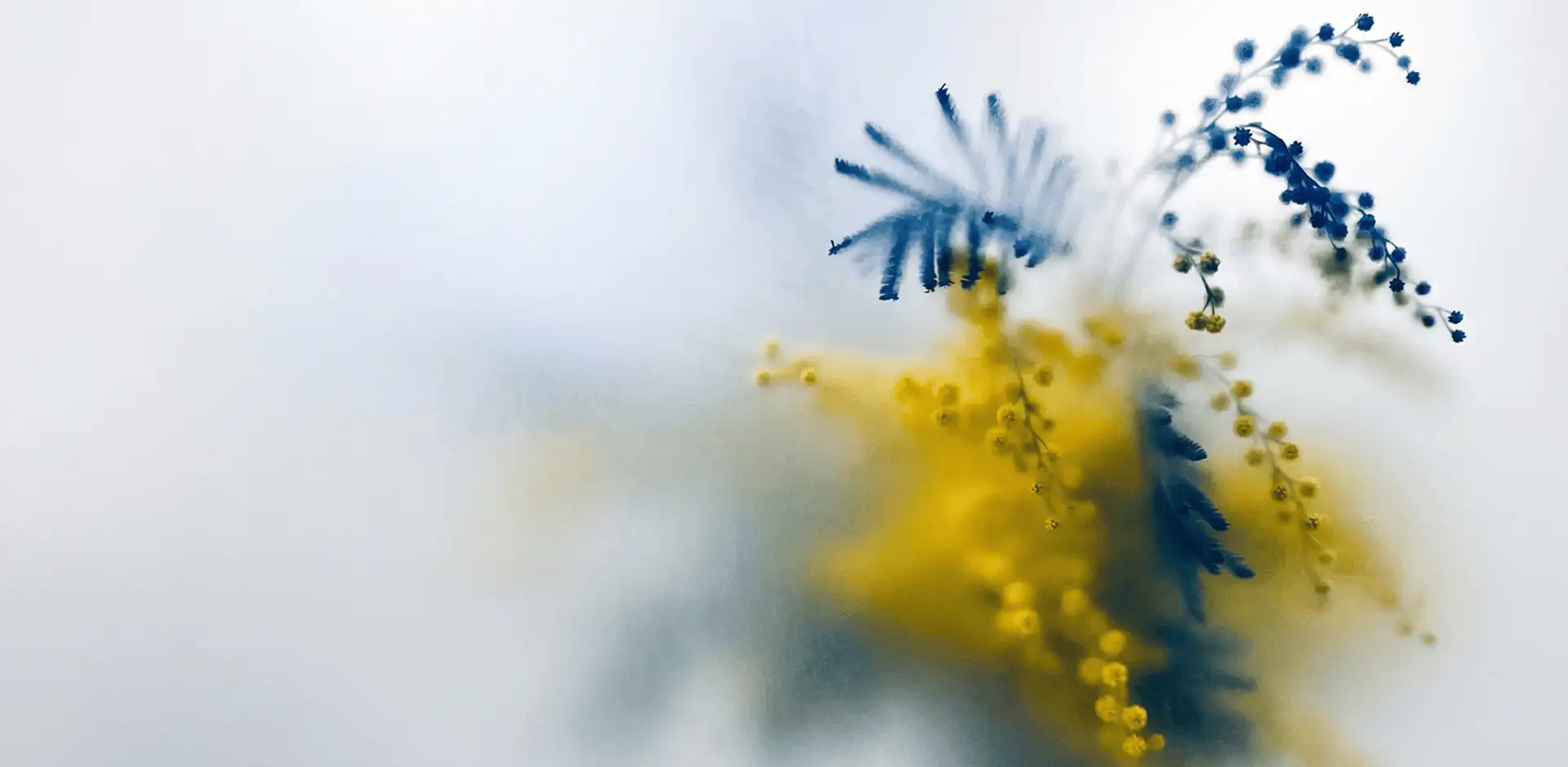 LivWell Rest effect — cannabis plant with purple and gold trichomes for sleep products