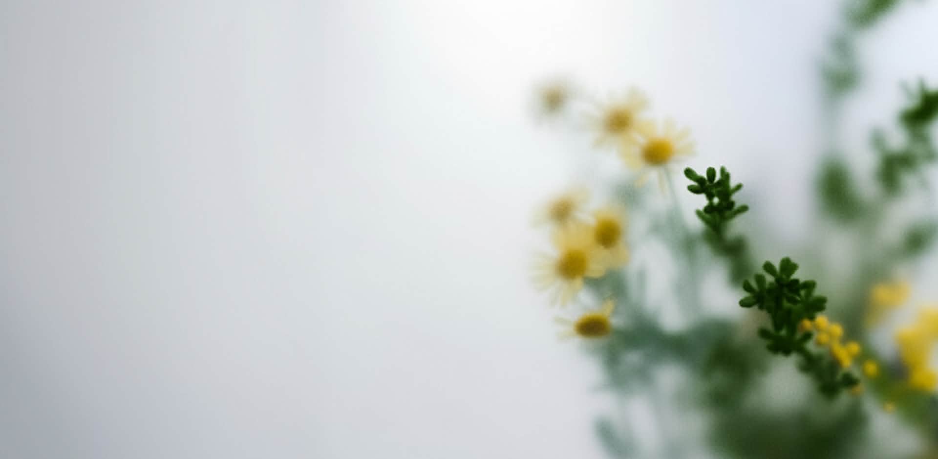 Cannabis for Calm & Everyday Stress