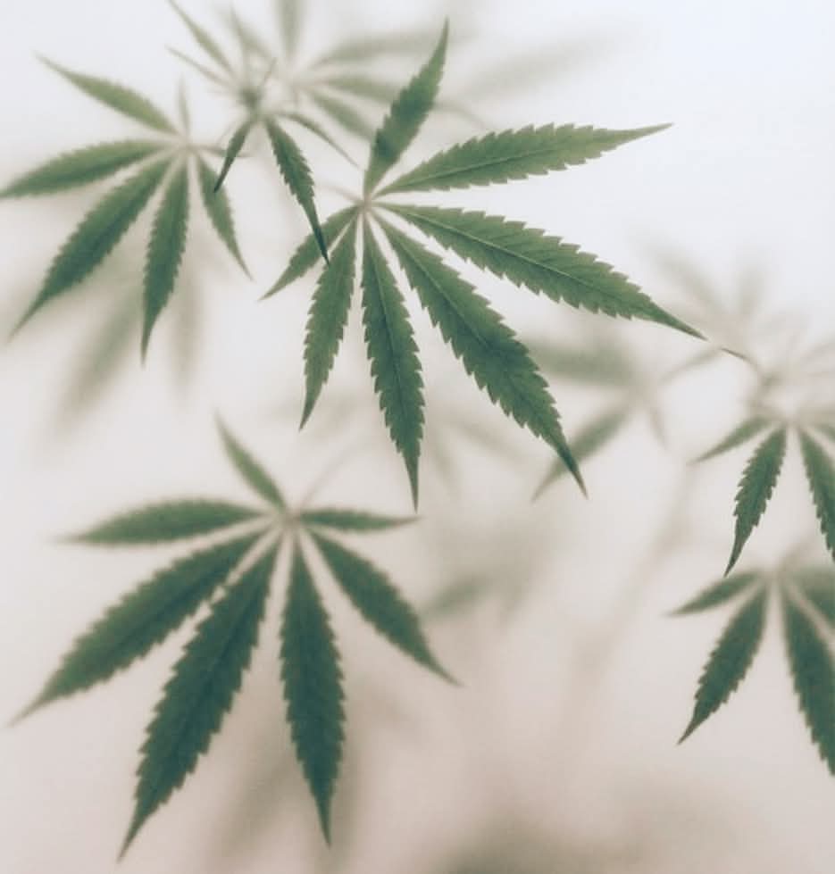 How Cannabis Creates the Bliss Experience