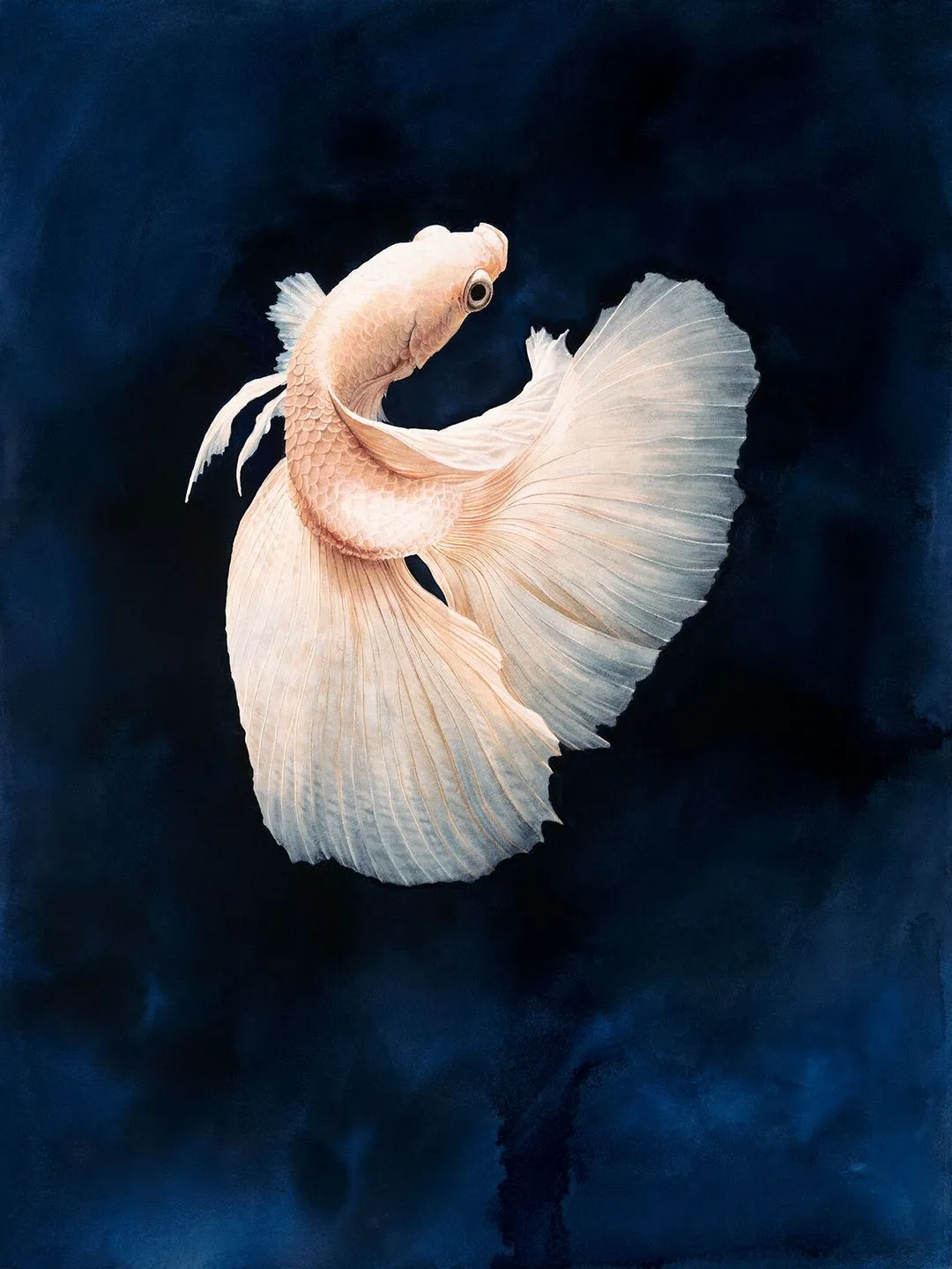 Watercolor of a white betta fish